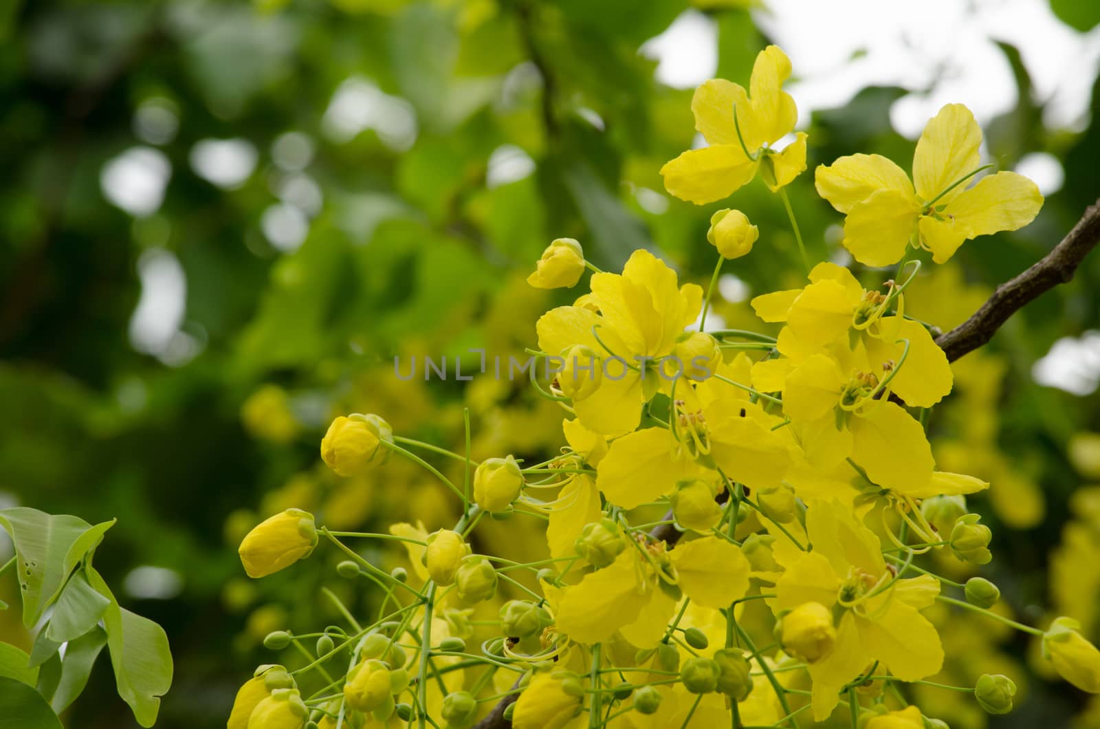 Cassia fistula  is the national tree of Thailand, and its flower is Thailand's national flower.It blooms in late spring. Flowering is profuse, with trees being covered with yellow flowers,