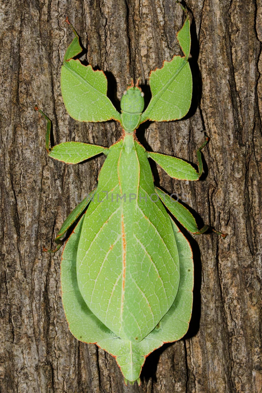 Phyllium bioculatum have extremely flattened, irregularly shaped bodies, wings, and legs.