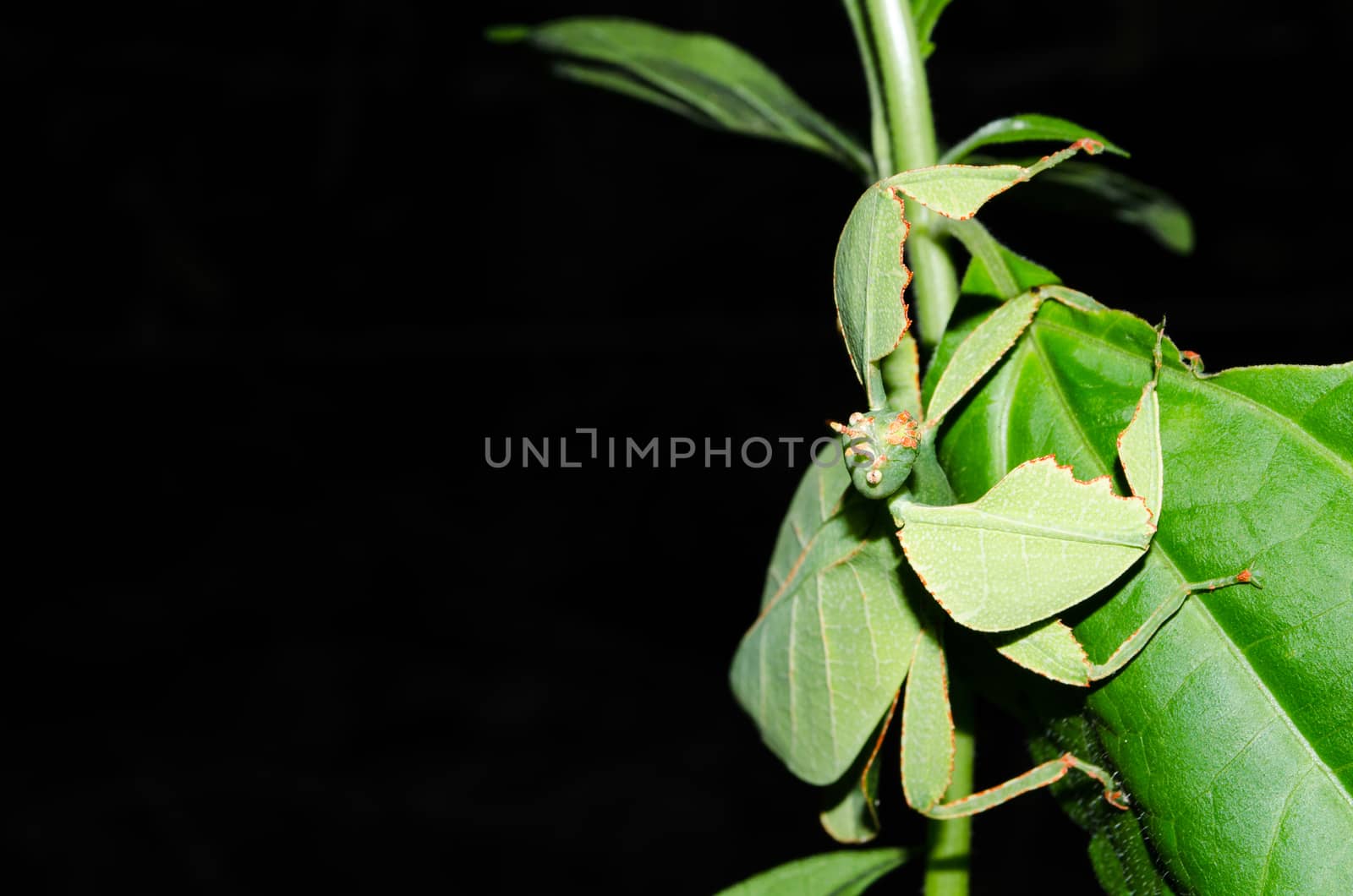 Phyllium bioculatum have extremely flattened, irregularly shaped bodies, wings, and legs.