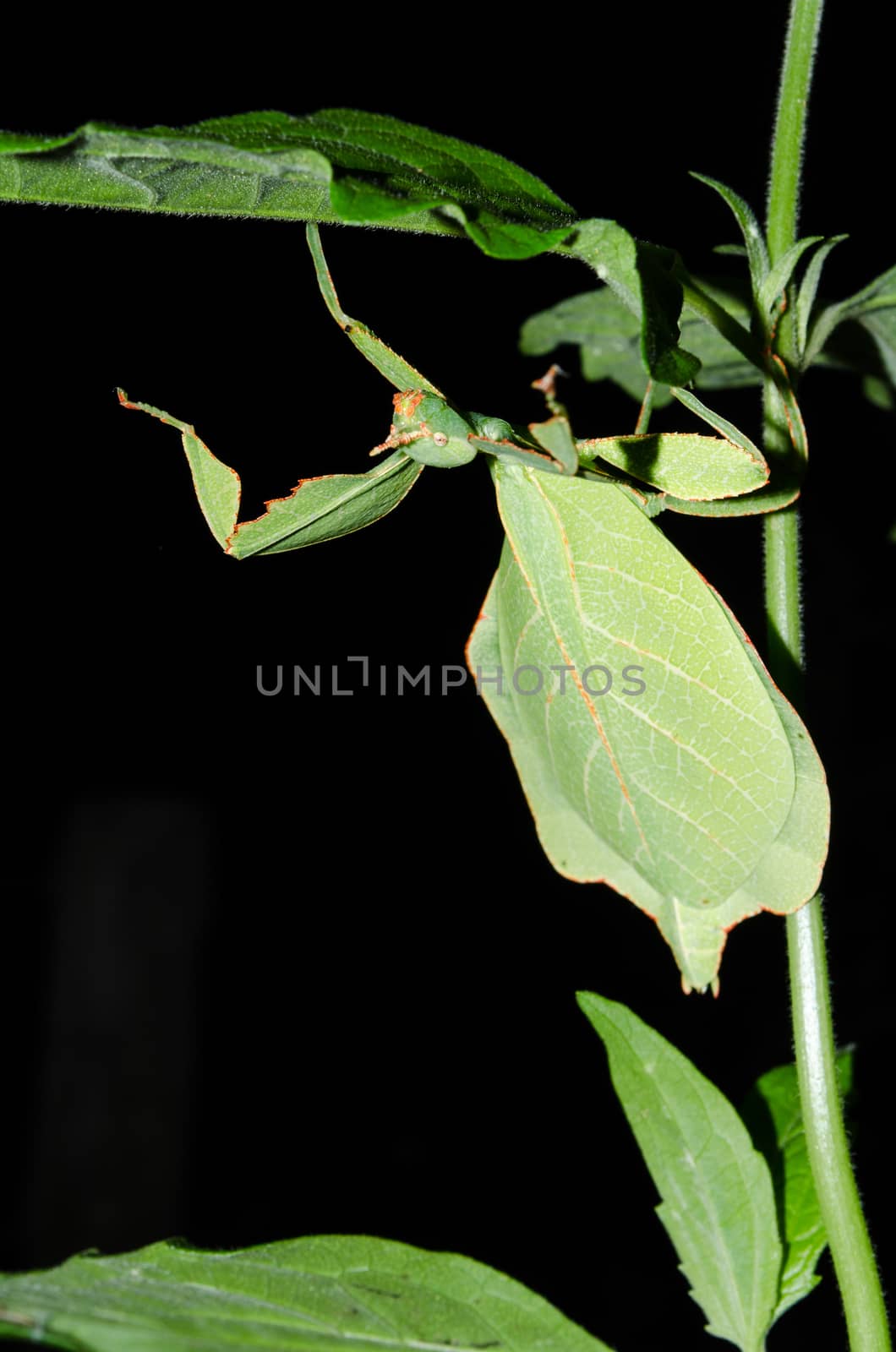 Phyllium bioculatum have extremely flattened, irregularly shaped bodies, wings, and legs.