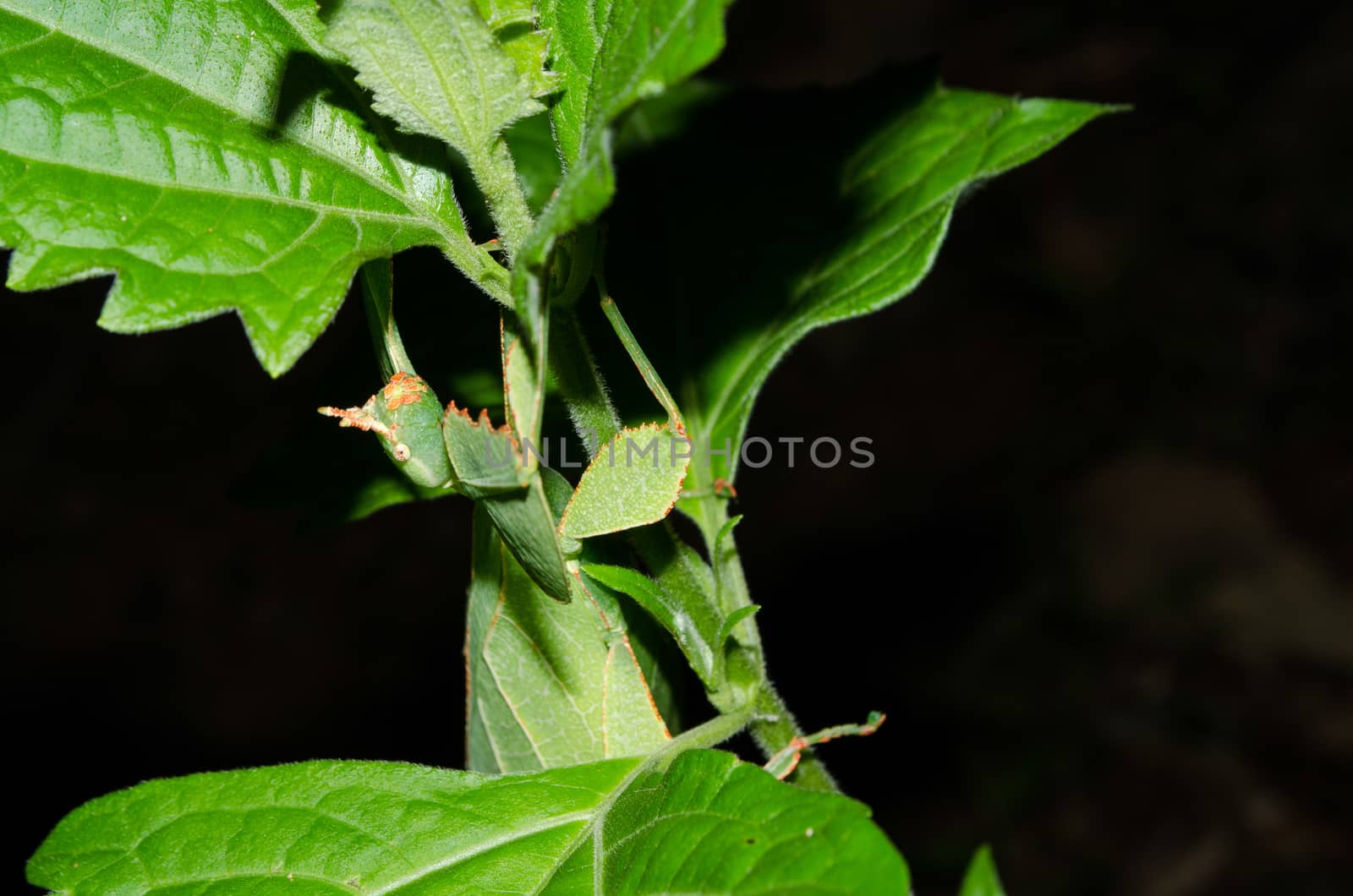 Phyllium bioculatum have extremely flattened, irregularly shaped bodies, wings, and legs.