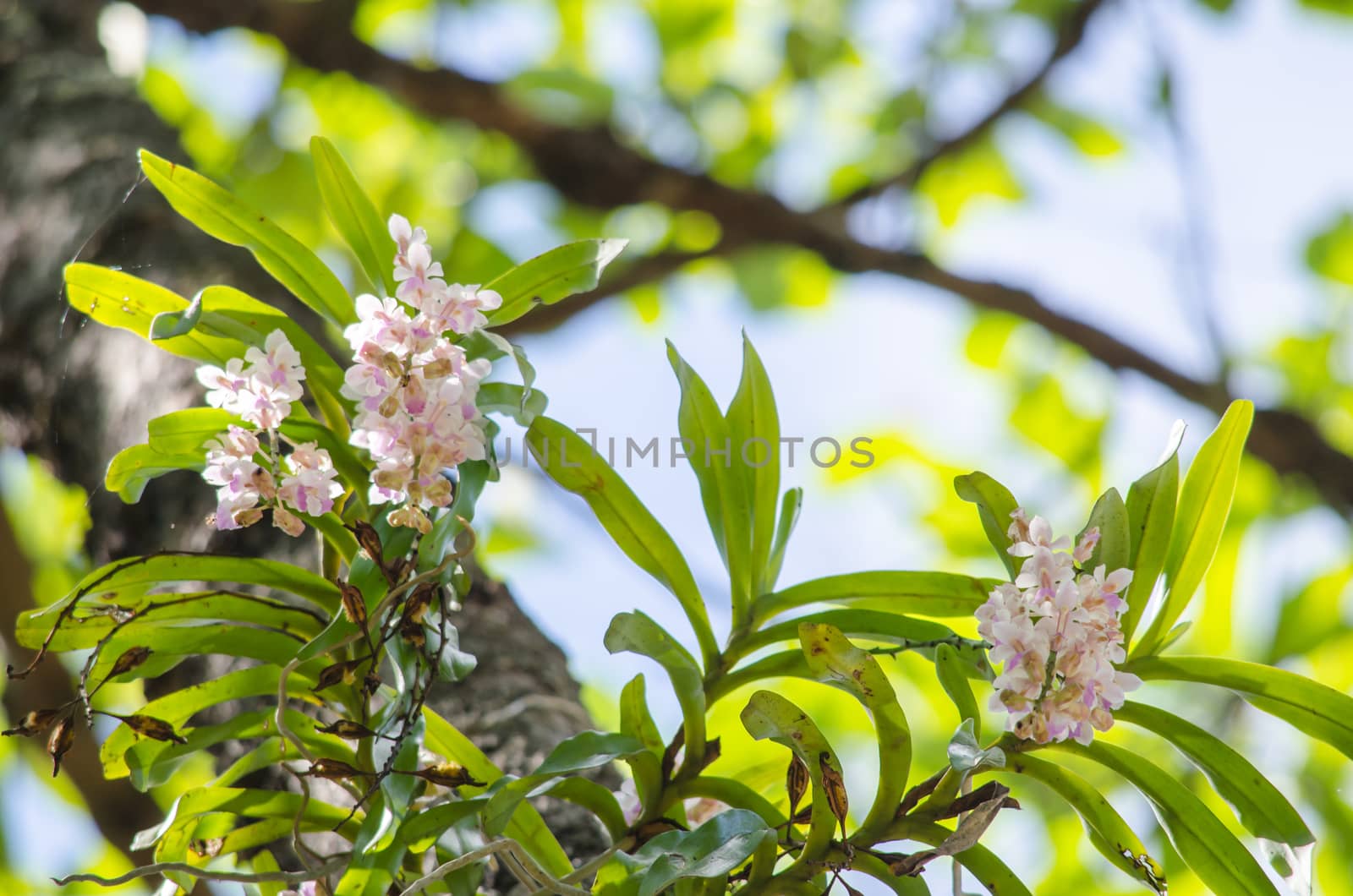 The Orchidaceae are a diverse and widespread family of flowering plants, with blooms that are often colourful .