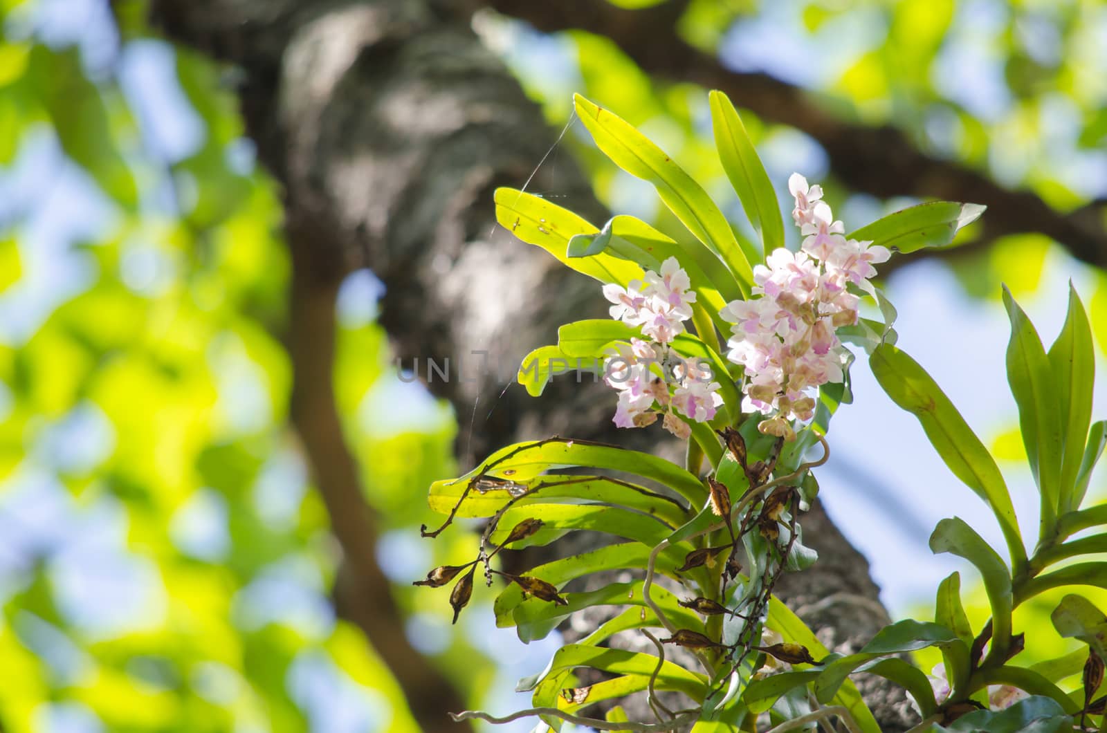 The Orchidaceae are a diverse and widespread family of flowering plants, with blooms that are often colourful .