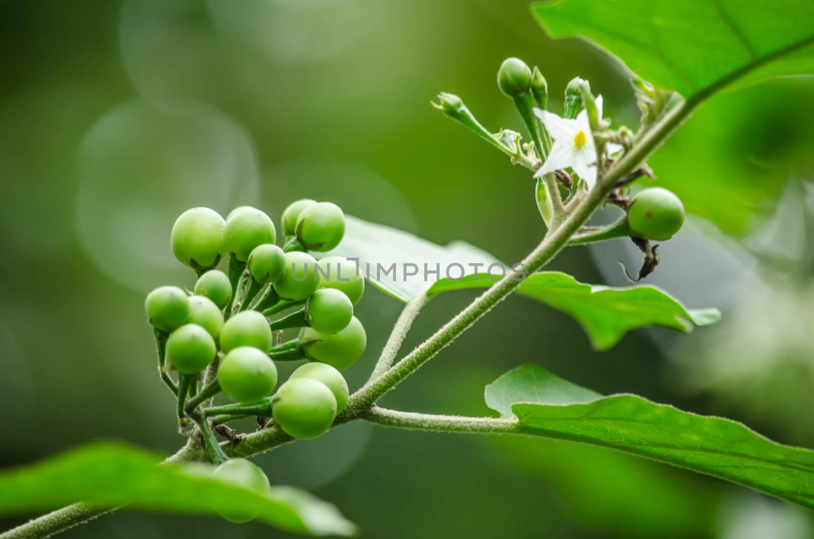 Solanum torvum is a bushy, erect and spiny perennial plant used horticulturally as a rootstock for eggplant.