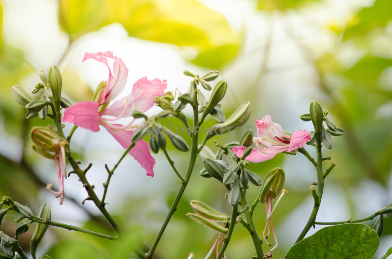 Purple orchid tree is closely related to peacock flower  and  most beautiful, the royal poinciana