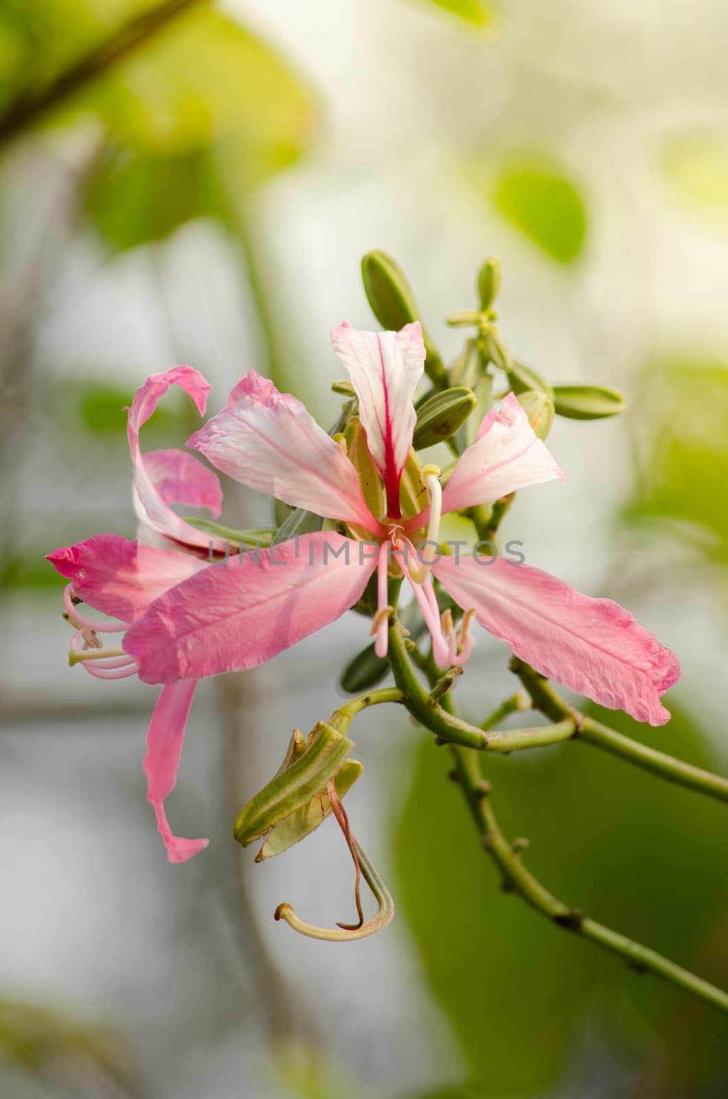 Purple orchid tree is closely related to peacock flower  and  most beautiful, the royal poinciana