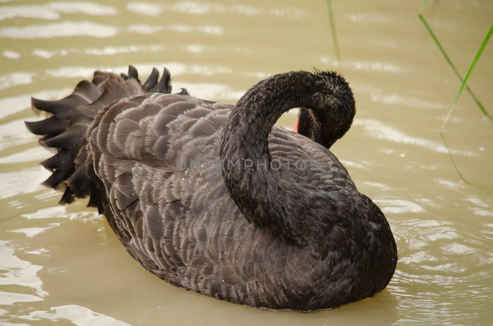 Cygnus atratus is a large waterbird with mostly black plumage and red bills.