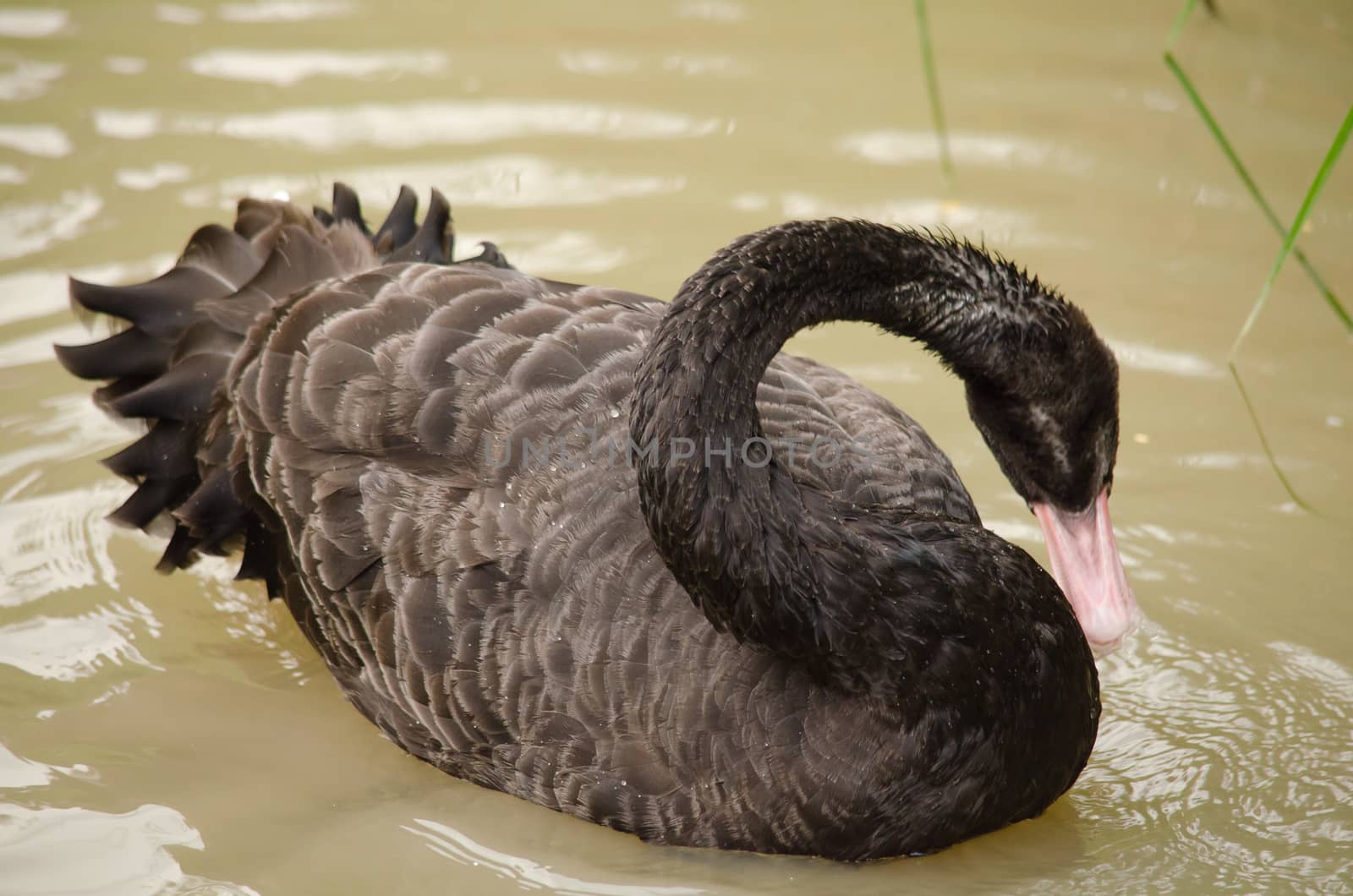 Cygnus atratus is a large waterbird with mostly black plumage and red bills.