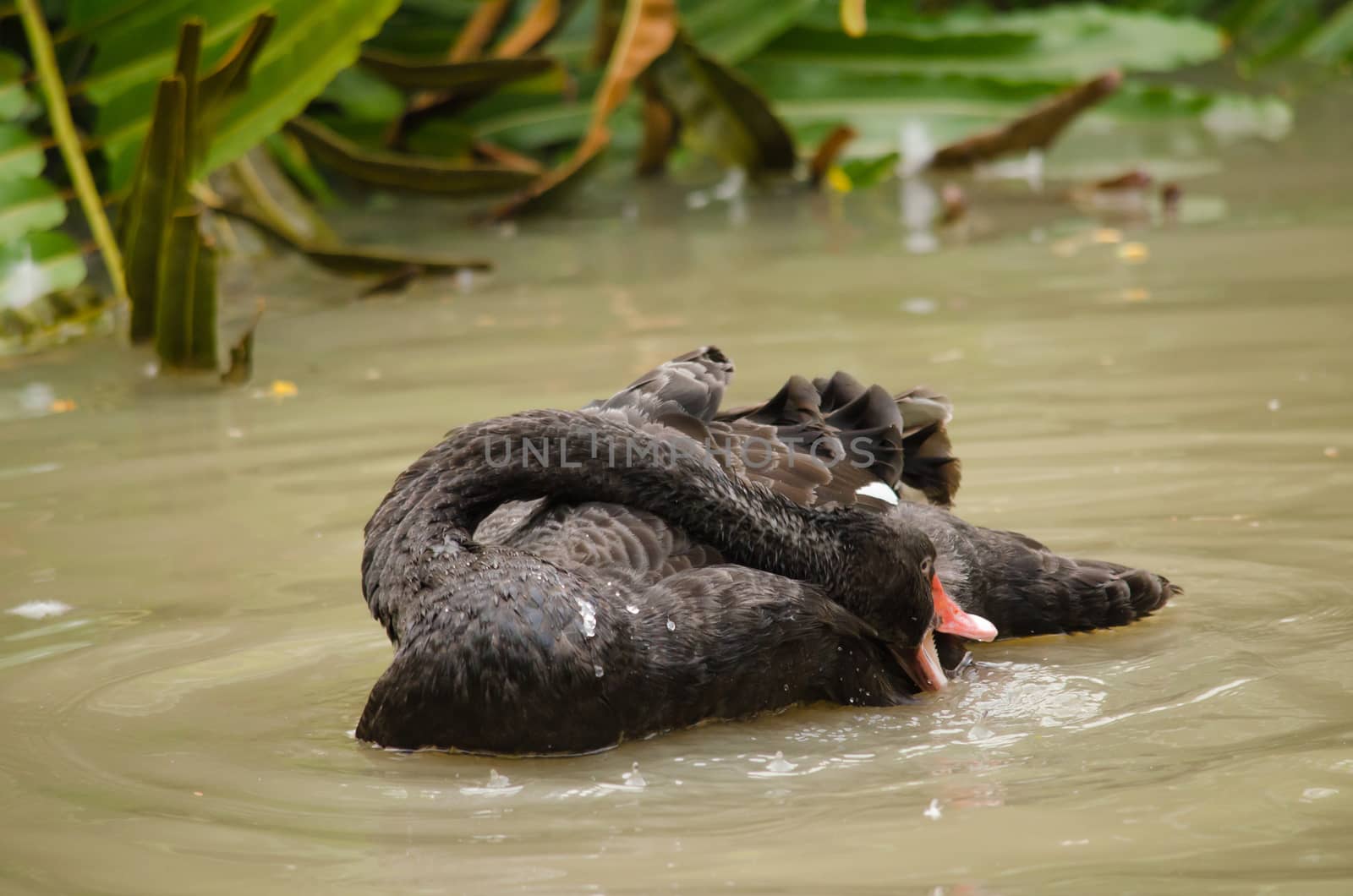 Cygnus atratus is a large waterbird with mostly black plumage and red bills.