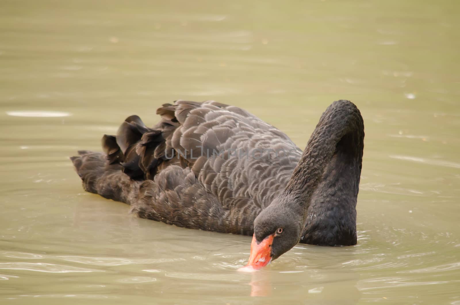 Cygnus atratus is a large waterbird with mostly black plumage and red bills.