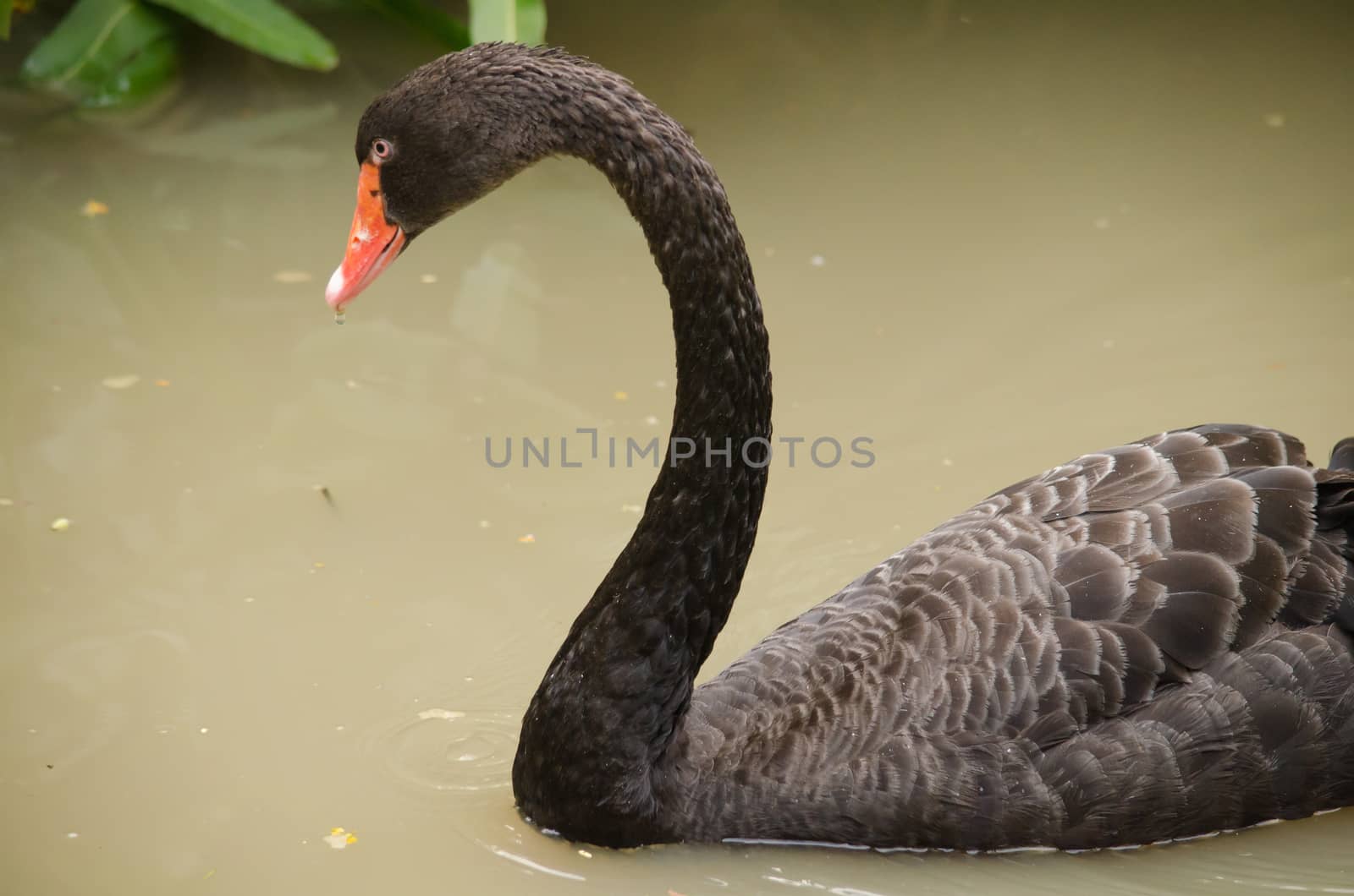 Cygnus atratus is a large waterbird with mostly black plumage and red bills.