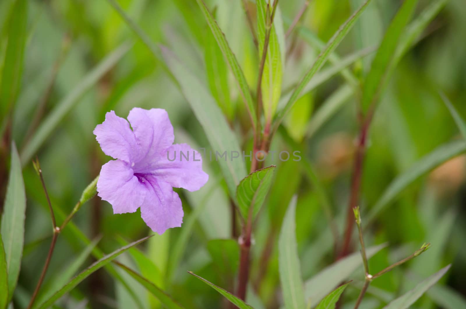 Ruellia squarrosa plant sink pots to the rim at the edge of ponds or water gardens.