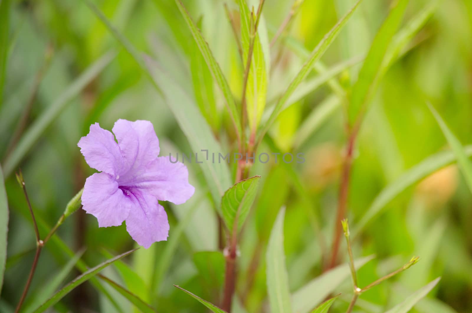 Ruellia squarrosa plant sink pots to the rim at the edge of ponds or water gardens.