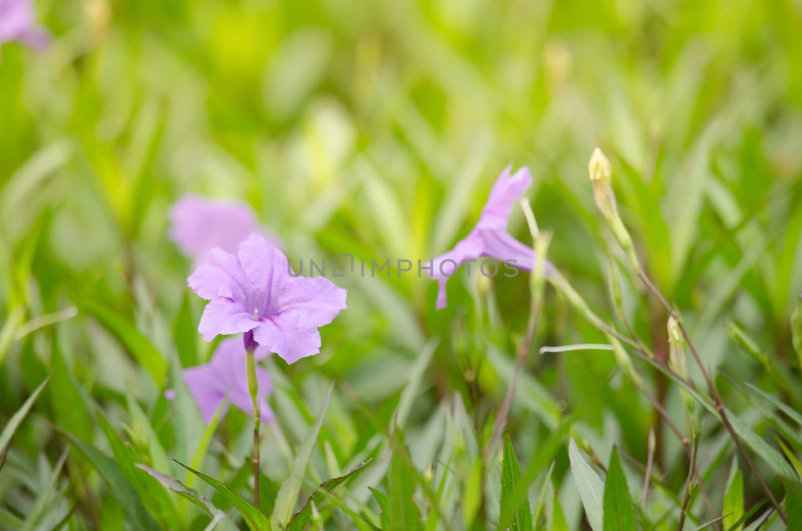 Ruellia squarrosa plant sink pots to the rim at the edge of ponds or water gardens.