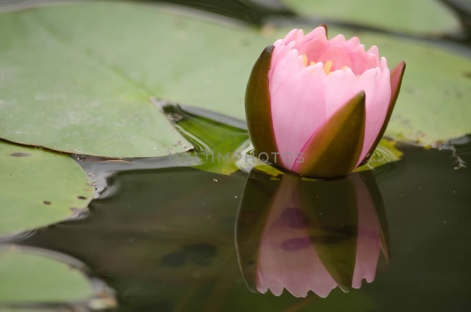 Lotus Flower is one of two extant species of aquatic plant in the family Nelumbonaceae.