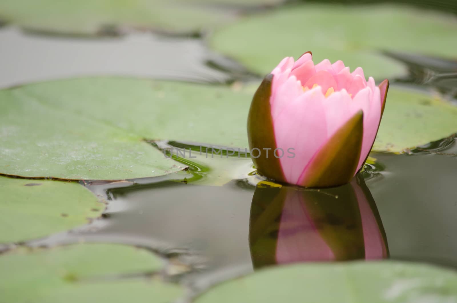 Lotus Flower is one of two extant species of aquatic plant in the family Nelumbonaceae.