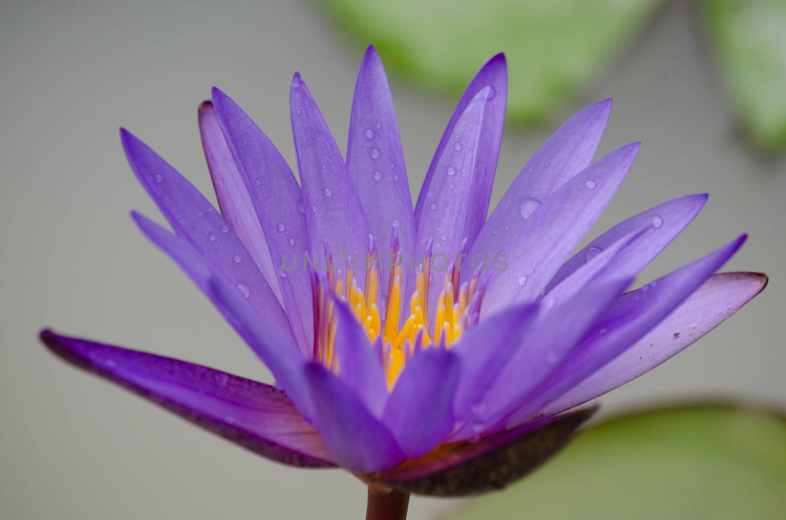 Lotus Flower is one of two extant species of aquatic plant in the family Nelumbonaceae.