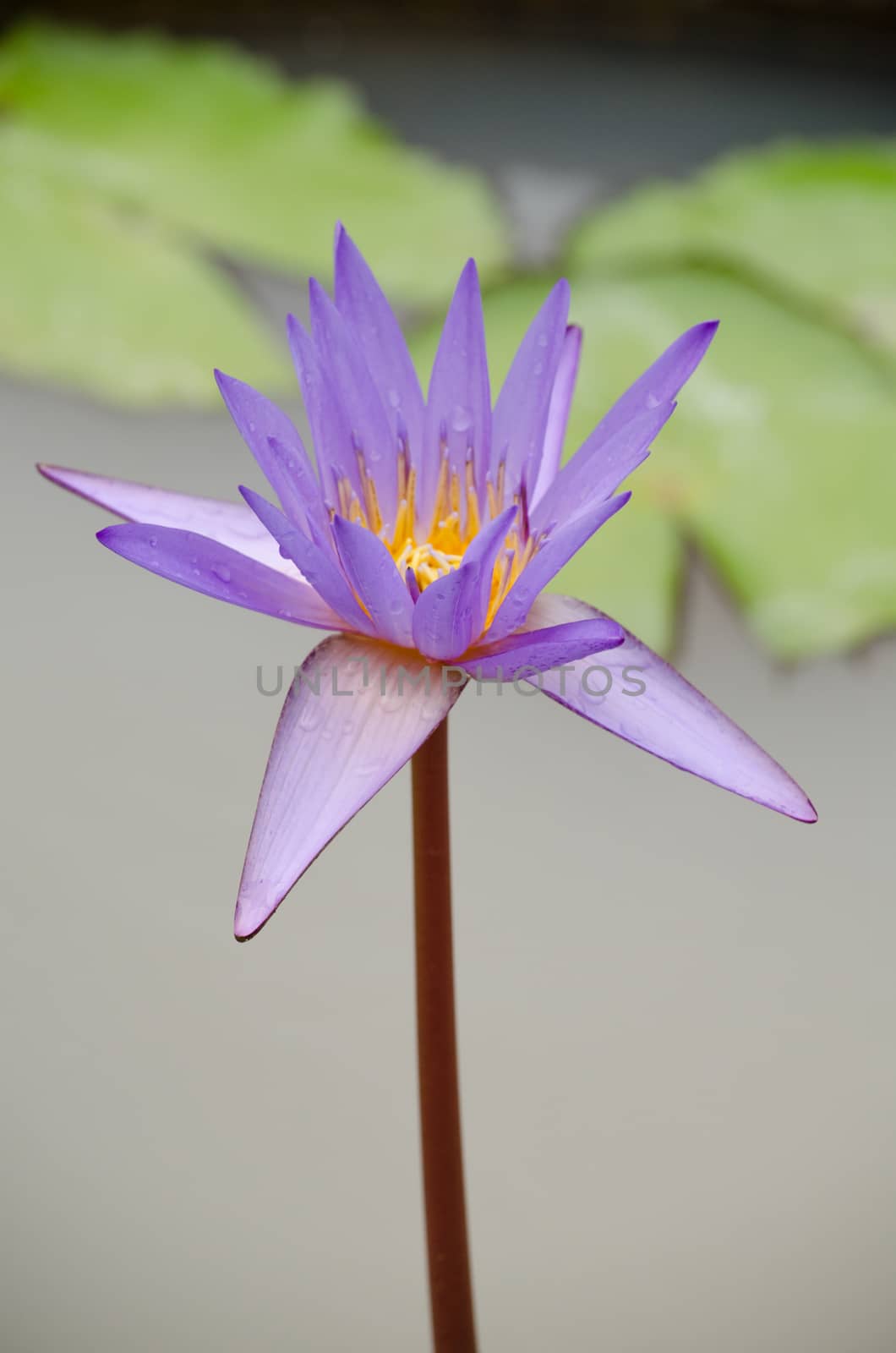 Lotus Flower is one of two extant species of aquatic plant in the family Nelumbonaceae.