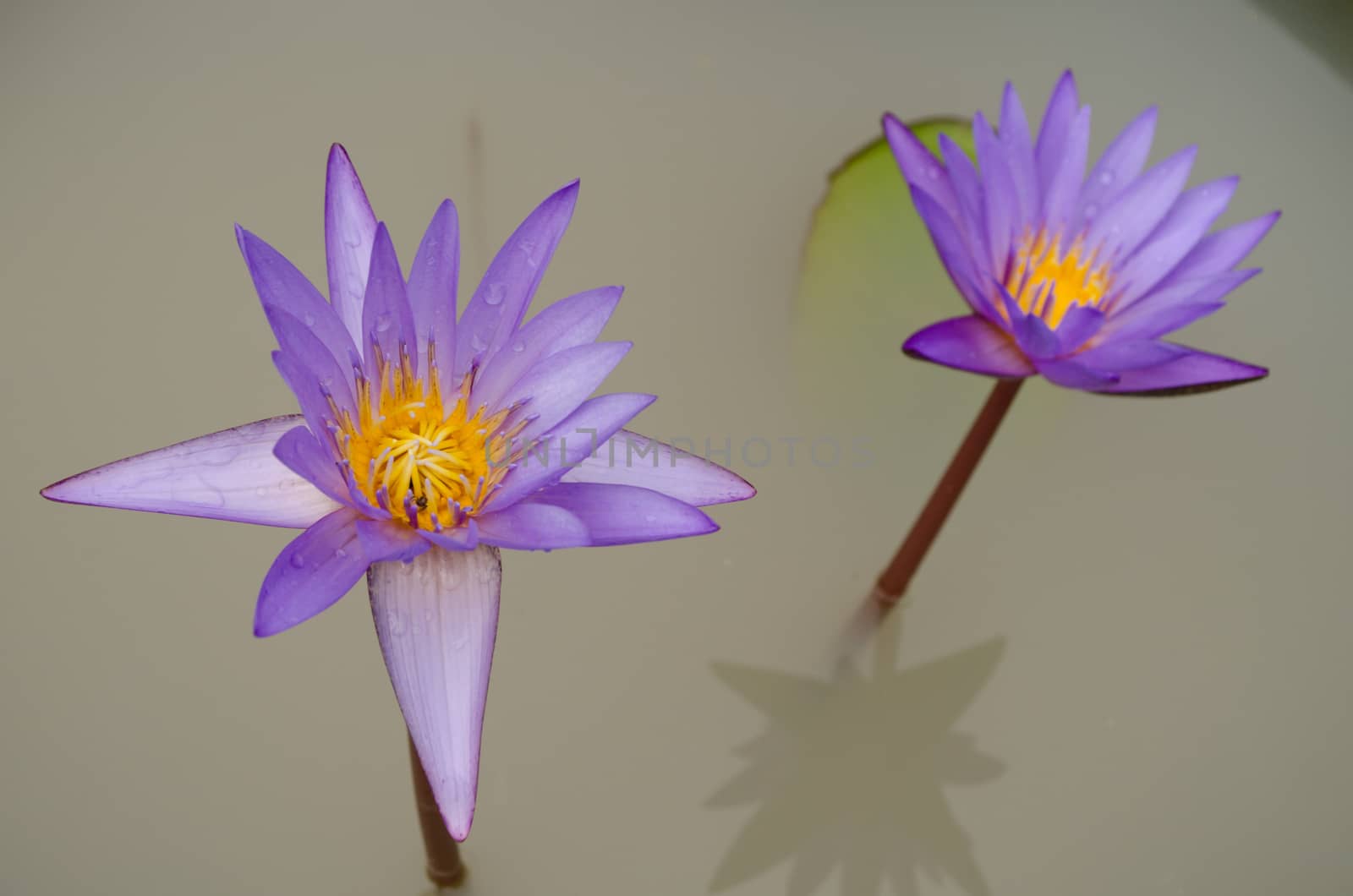 Lotus Flower is one of two extant species of aquatic plant in the family Nelumbonaceae.