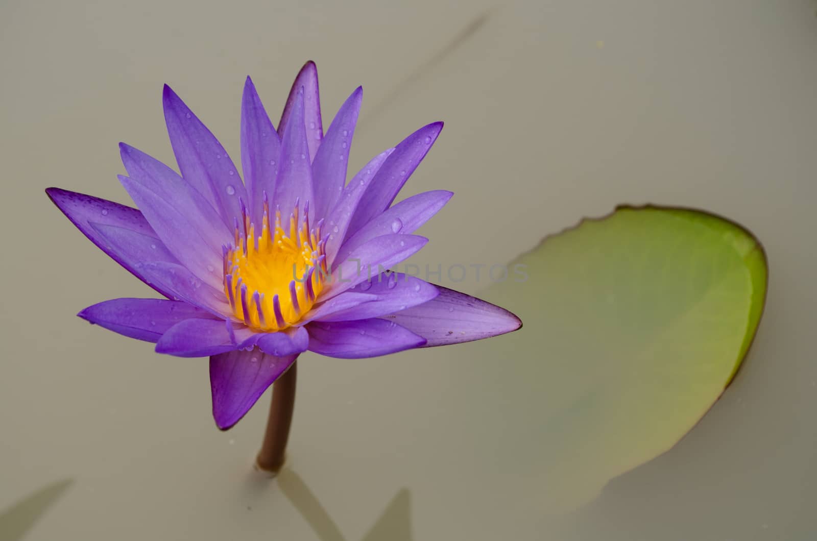 Lotus Flower is one of two extant species of aquatic plant in the family Nelumbonaceae.