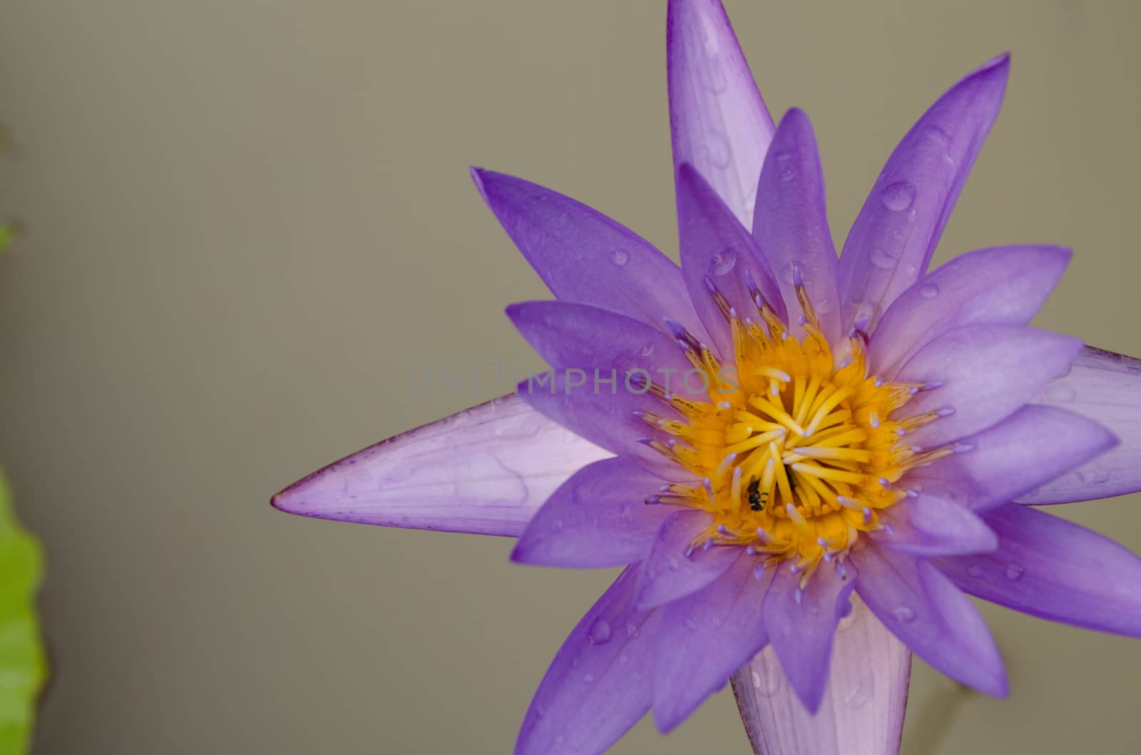 Lotus Flower is one of two extant species of aquatic plant in the family Nelumbonaceae.