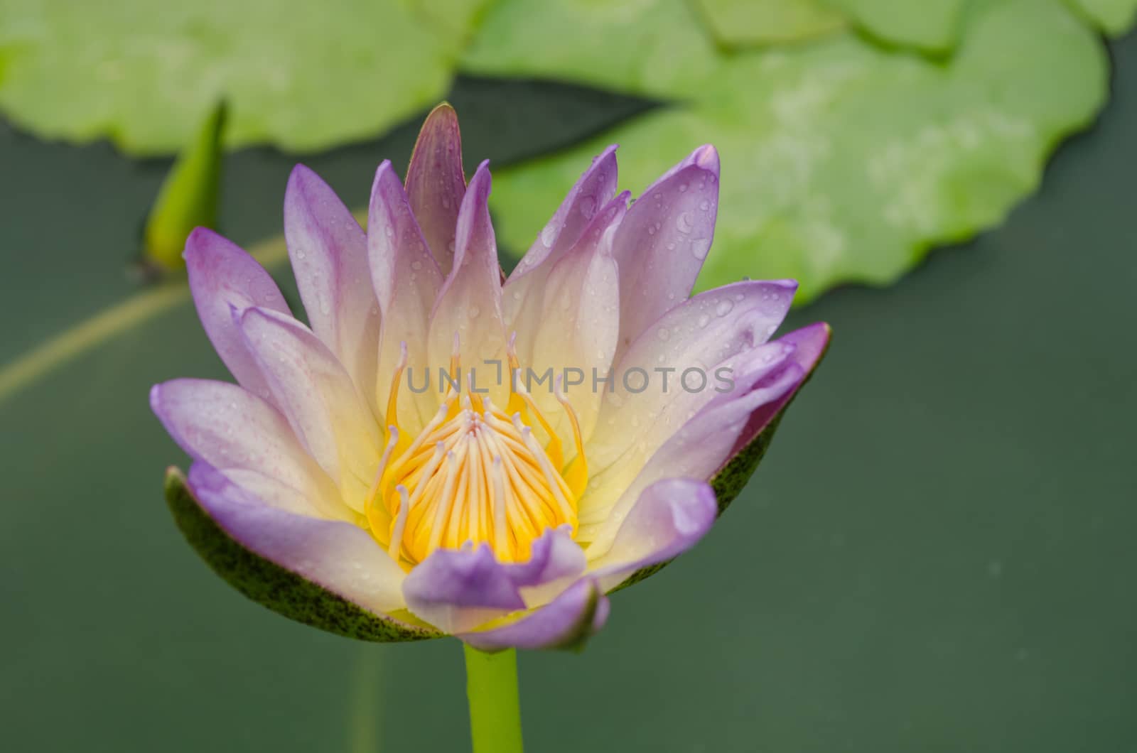 Lotus Flower is one of two extant species of aquatic plant in the family Nelumbonaceae.