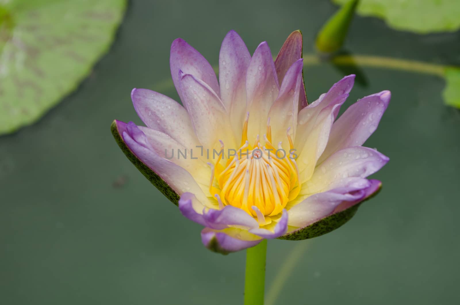 Lotus Flower is one of two extant species of aquatic plant in the family Nelumbonaceae.