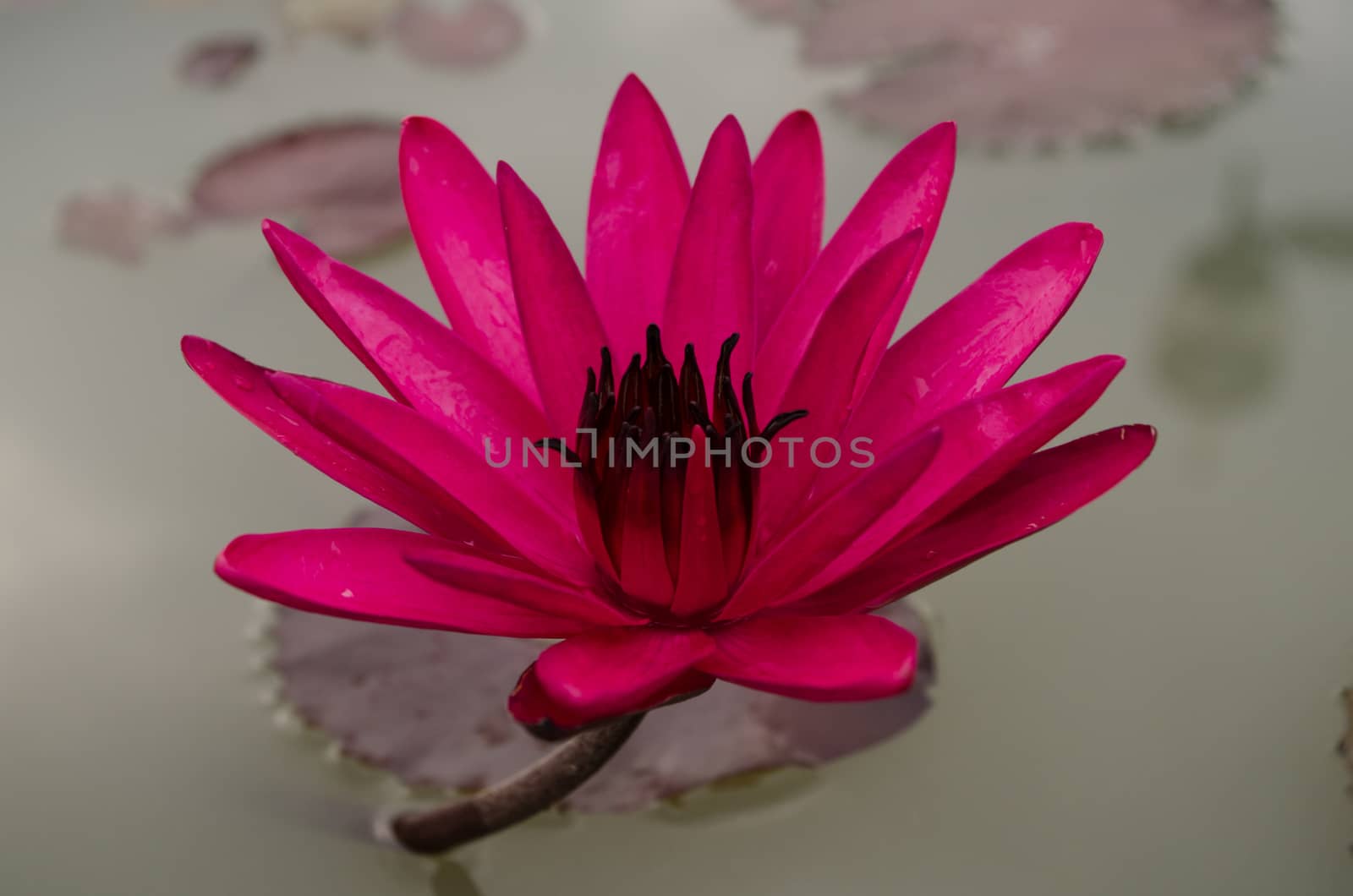 Lotus Flower is one of two extant species of aquatic plant in the family Nelumbonaceae.