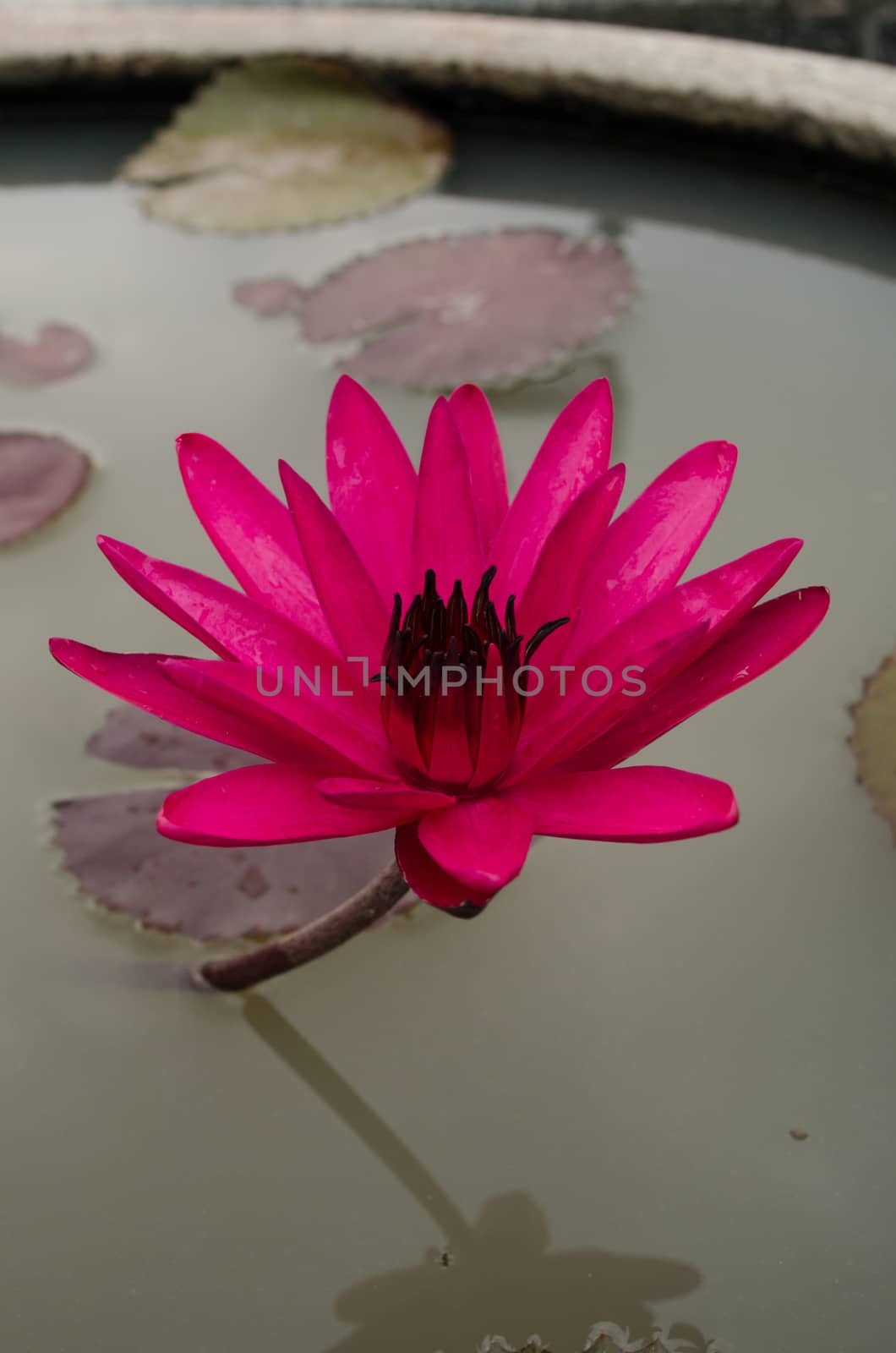 Lotus Flower is one of two extant species of aquatic plant in the family Nelumbonaceae.