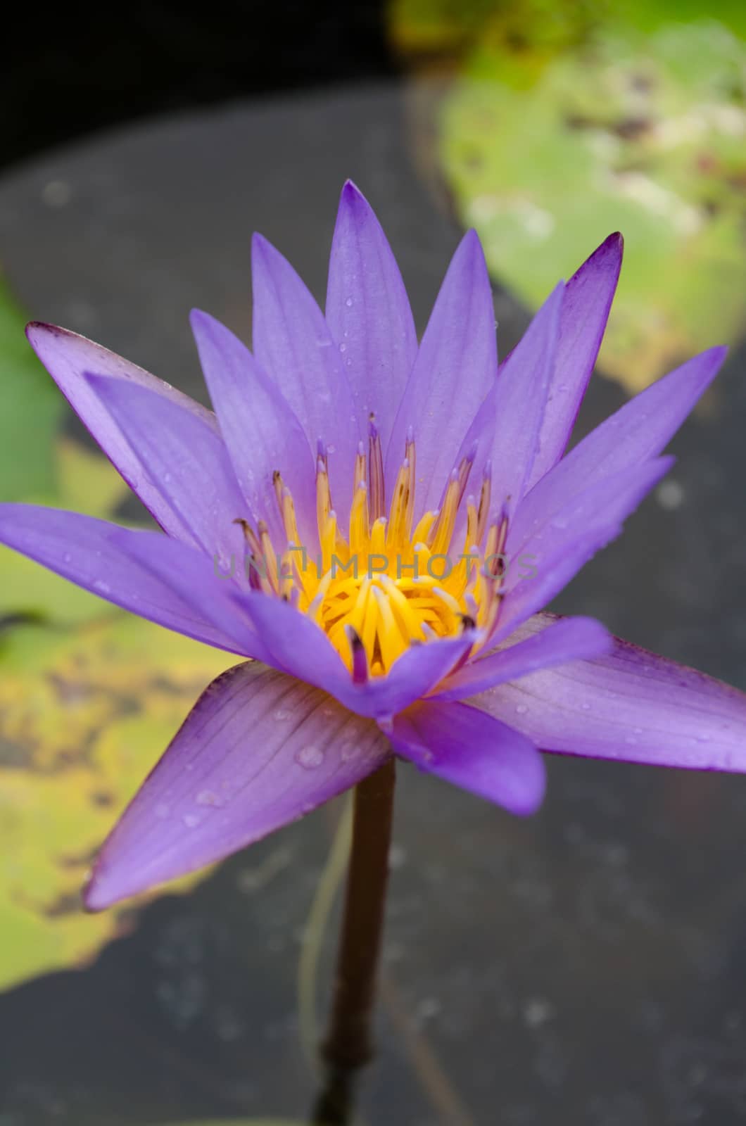 Lotus Flower is one of two extant species of aquatic plant in the family Nelumbonaceae.