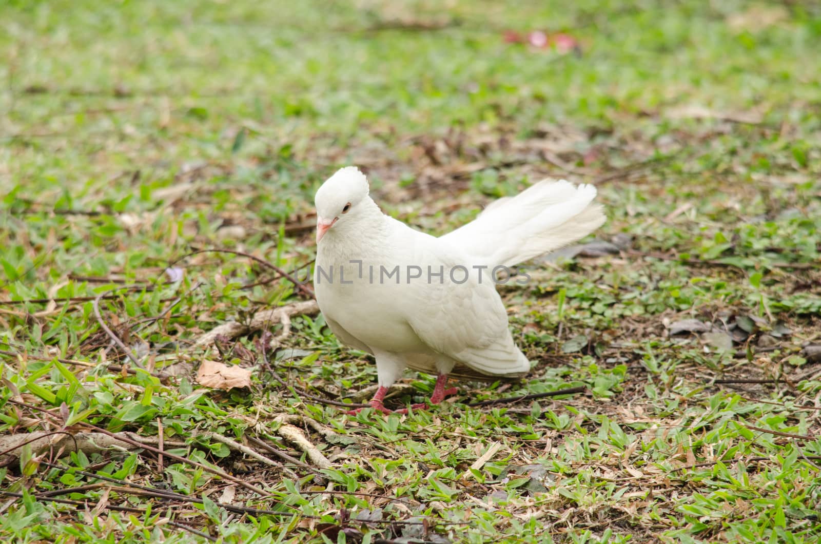 white rock pigeon  includes the domestic pigeon,  Escaped domestic pigeons have raised the populations of feral pigeons around the world