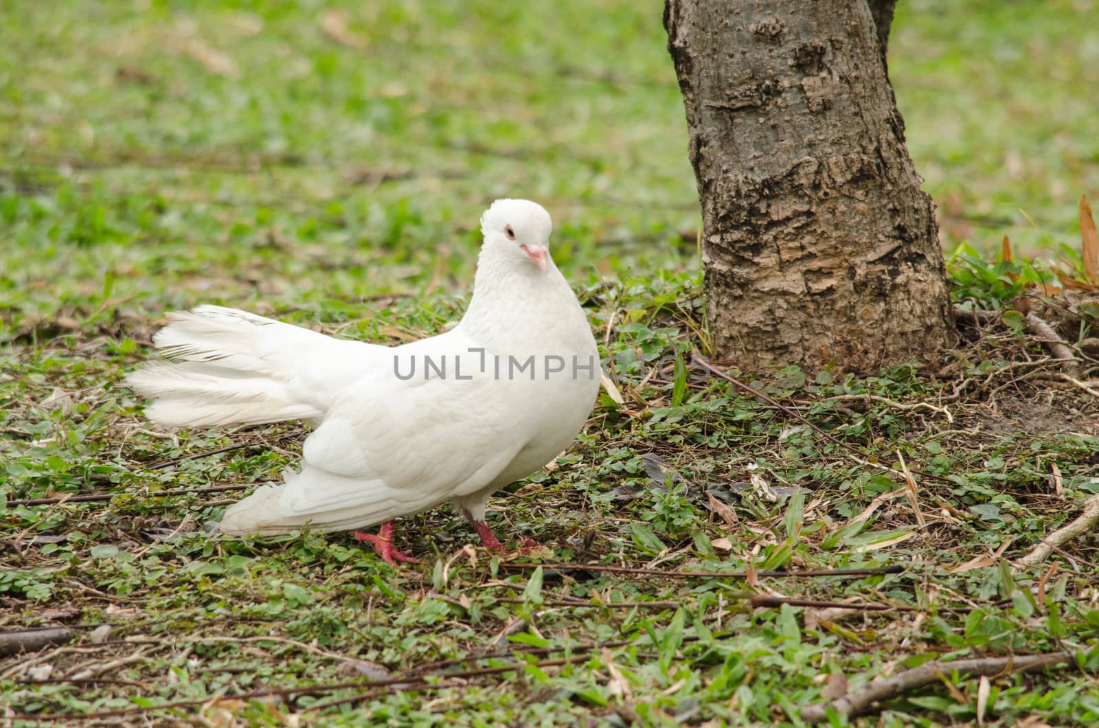 white rock pigeon  includes the domestic pigeon,  Escaped domestic pigeons have raised the populations of feral pigeons around the world