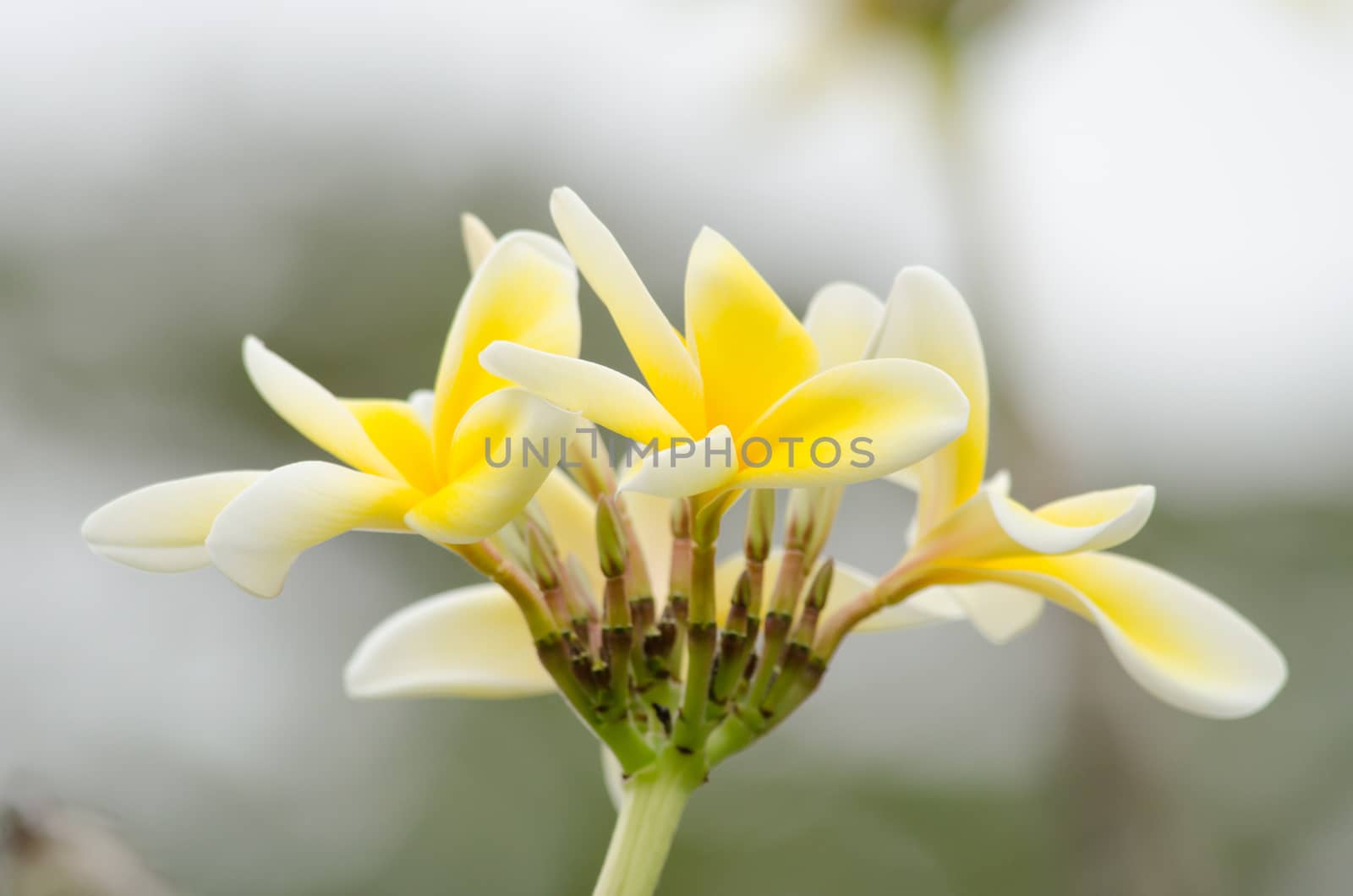 Most species are deciduous shrubs or small trees. are most fragrant at night