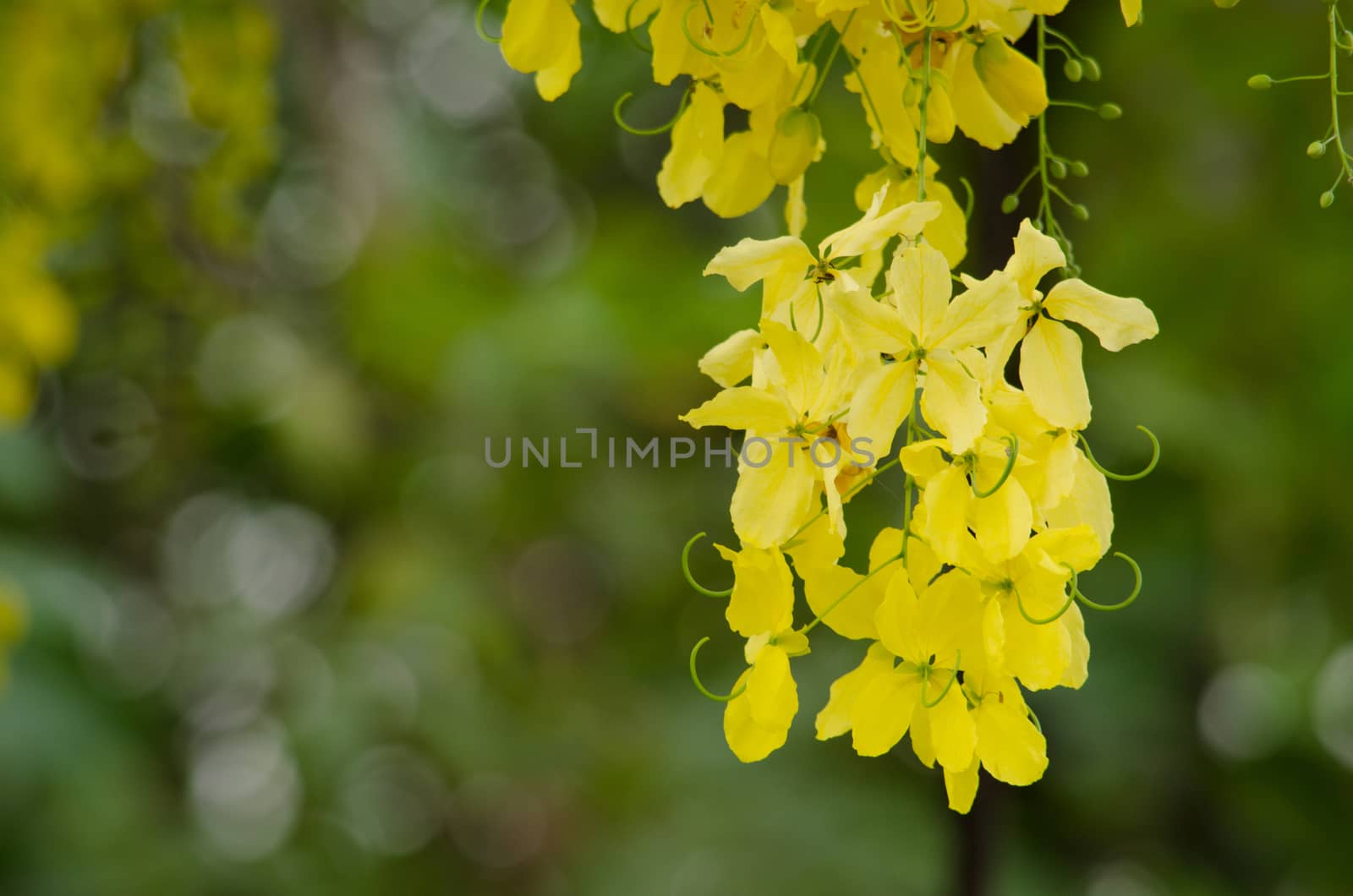 Cassia fistula  is the national tree of Thailand, and its flower is Thailand's national flower.It blooms in late spring. Flowering is profuse, with trees being covered with yellow flowers,