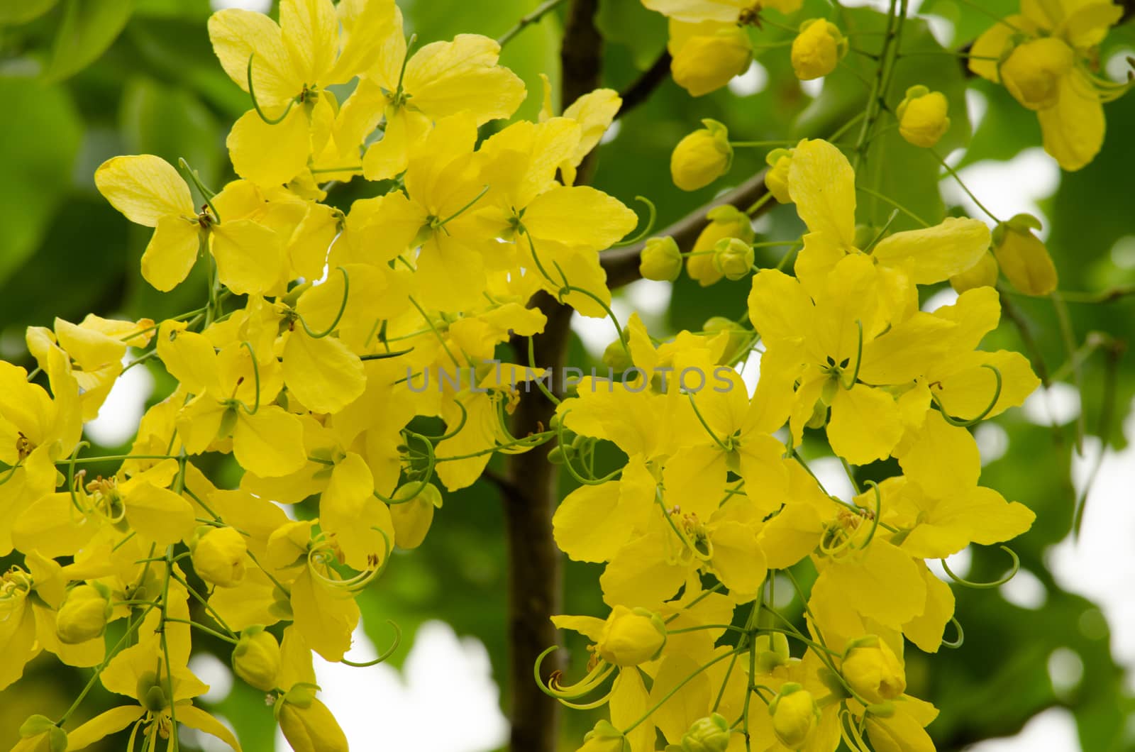 Cassia fistula  is the national tree of Thailand, and its flower is Thailand's national flower.It blooms in late spring. Flowering is profuse, with trees being covered with yellow flowers,