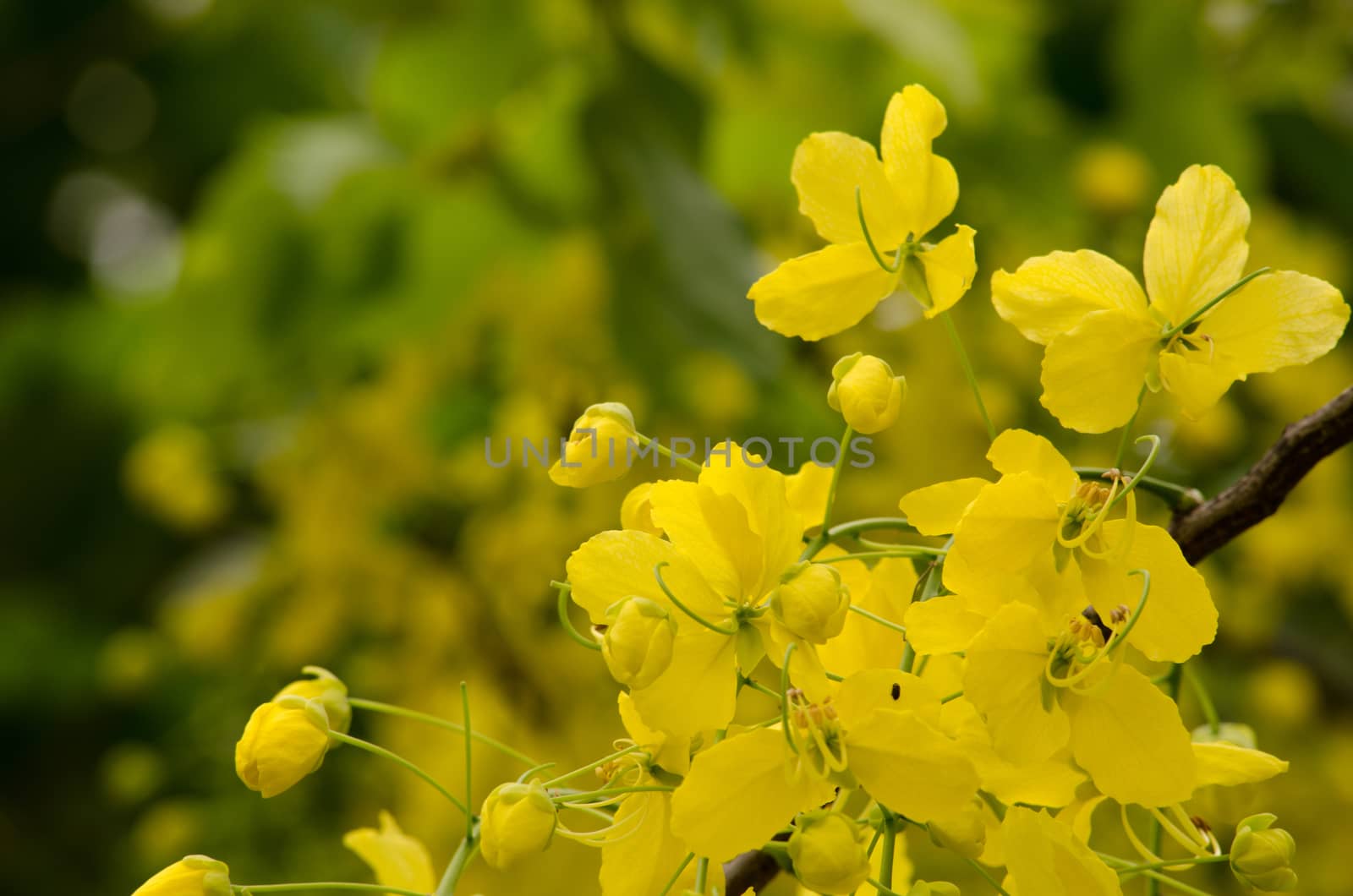 Cassia fistula  is the national tree of Thailand, and its flower is Thailand's national flower.It blooms in late spring. Flowering is profuse, with trees being covered with yellow flowers,