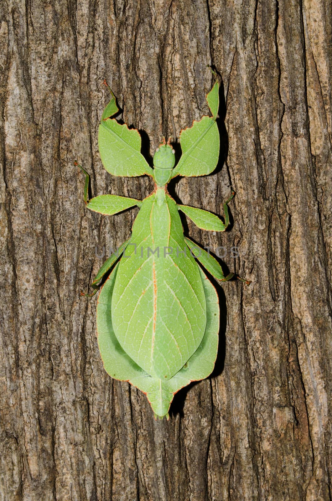 Phyllium bioculatum have extremely flattened, irregularly shaped bodies, wings, and legs.