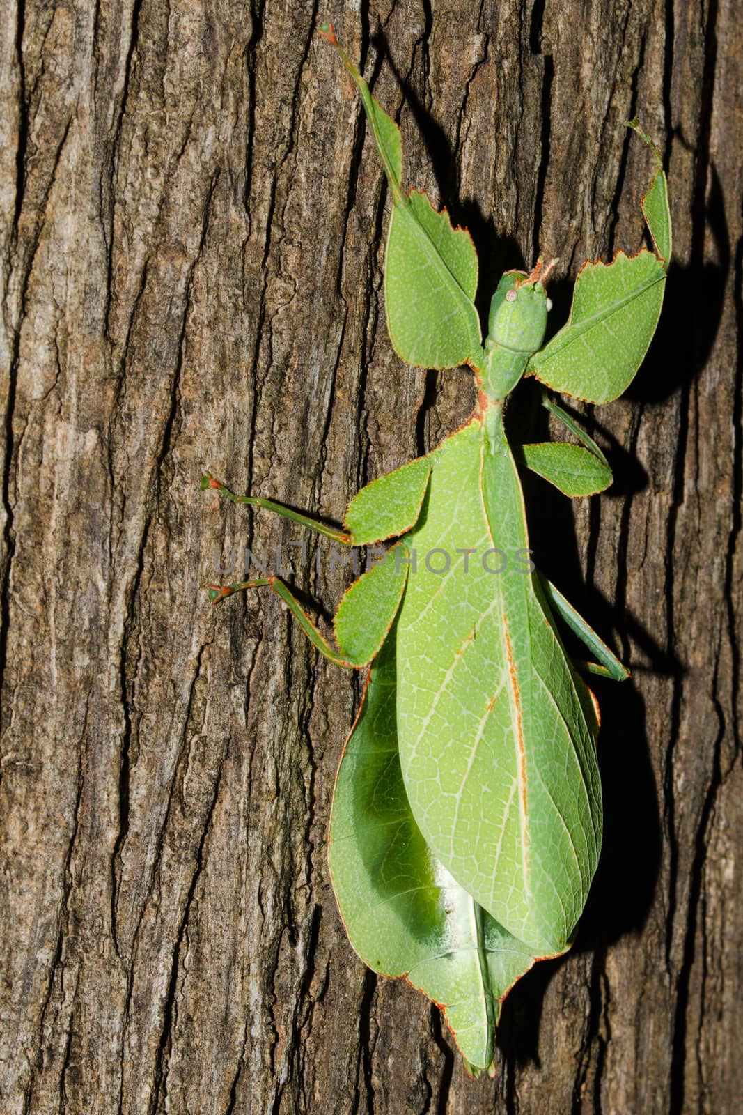 Phyllium bioculatum have extremely flattened, irregularly shaped bodies, wings, and legs.