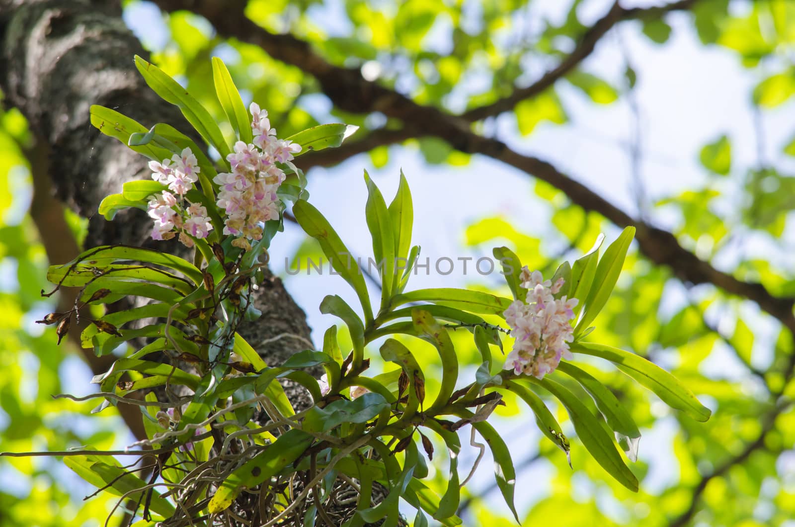 The Orchidaceae are a diverse and widespread family of flowering plants, with blooms that are often colourful .