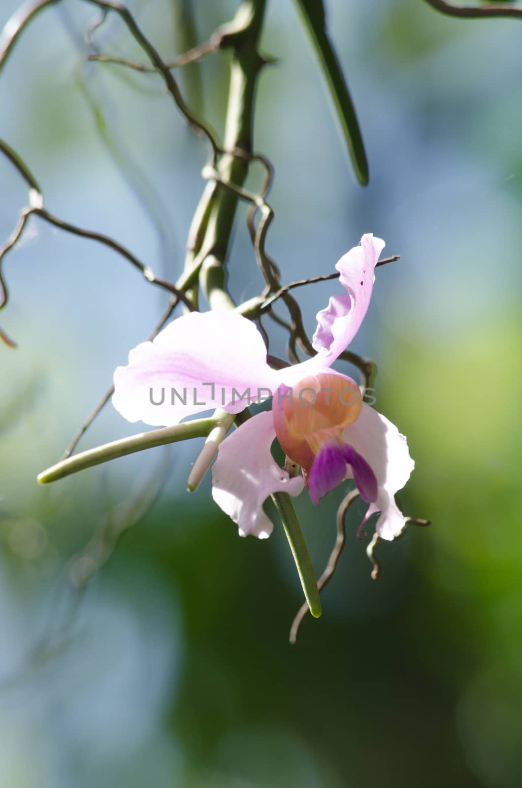 The Orchidaceae are a diverse and widespread family of flowering plants, with blooms that are often colourful .