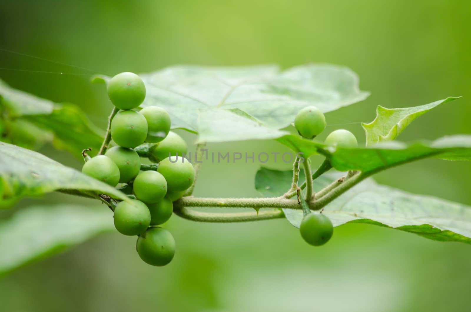 Solanum torvum is a bushy, erect and spiny perennial plant used horticulturally as a rootstock for eggplant.