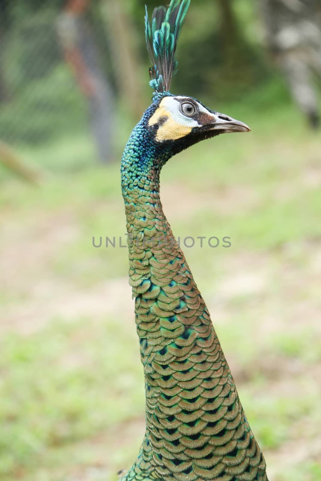 Green peafowl are large birds, amongst the largest living galliforms in terms of overall size