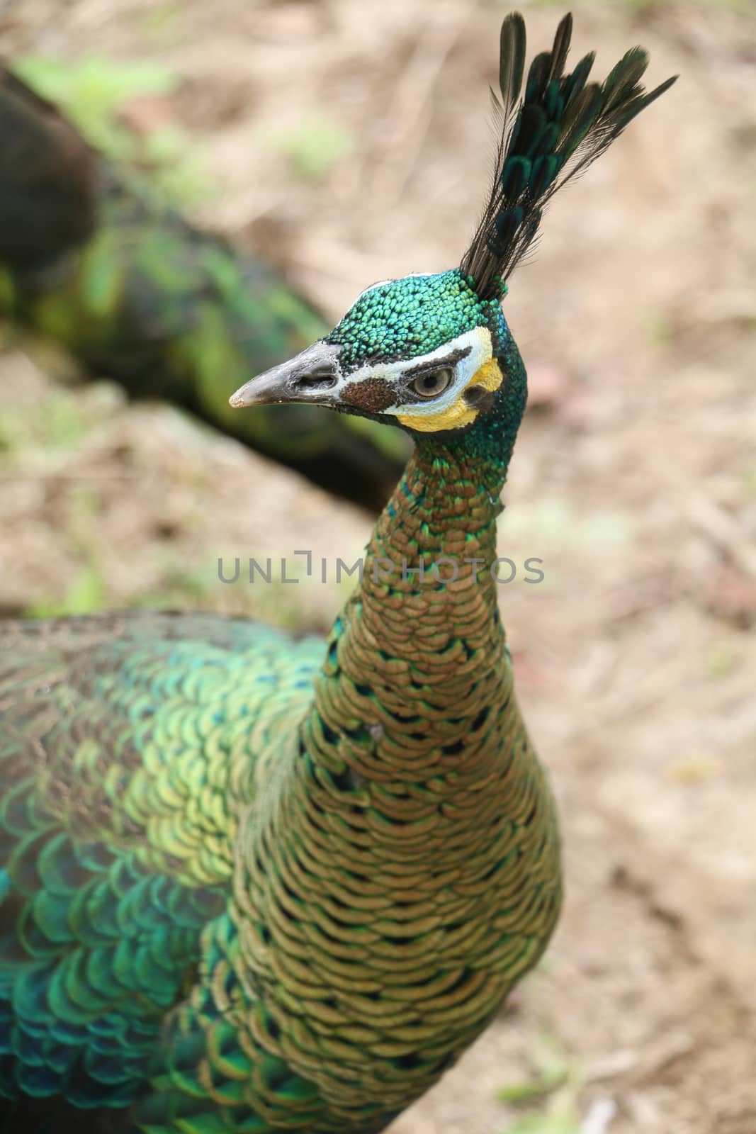 Green peafowl are large birds, amongst the largest living galliforms in terms of overall size