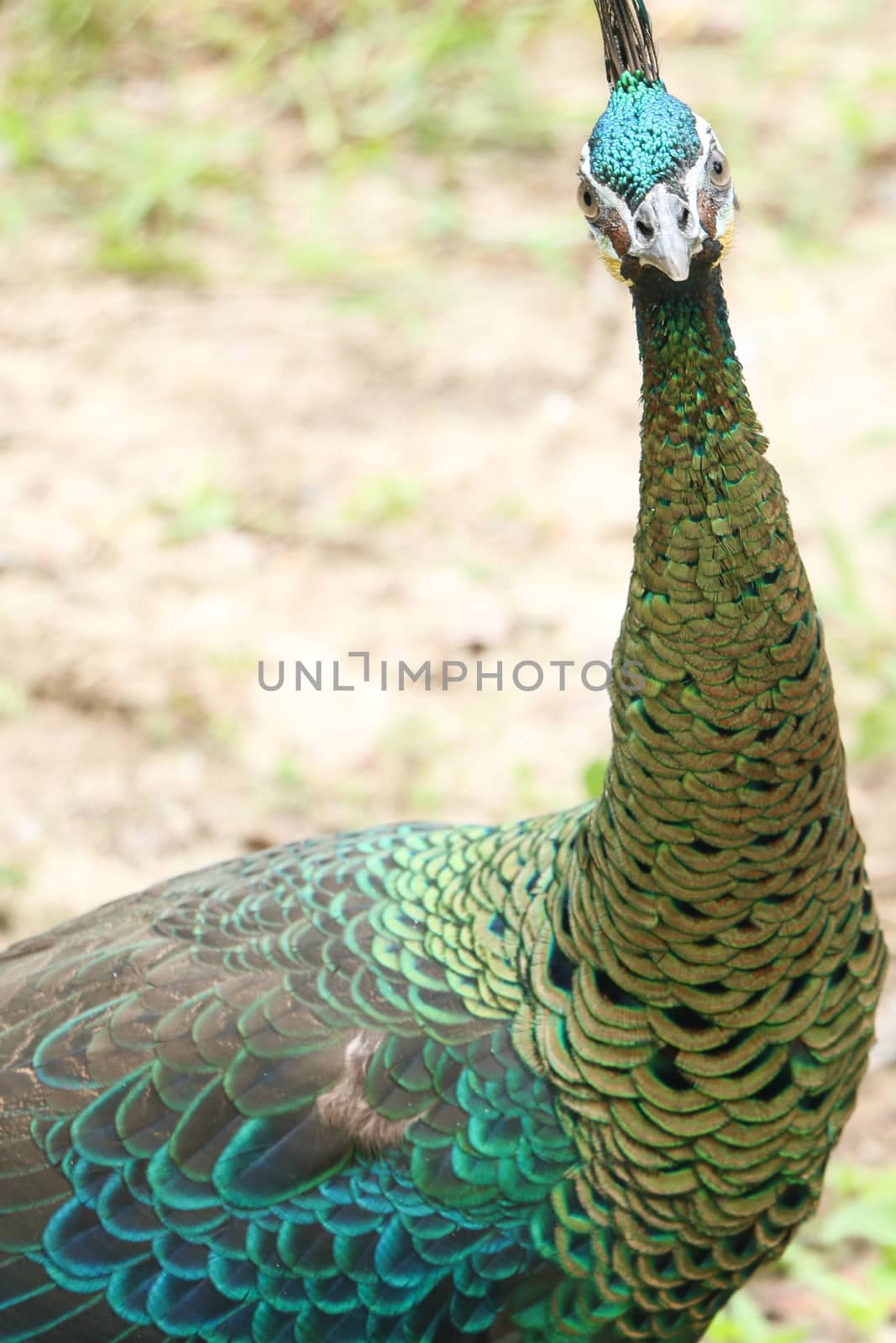 Green peafowl are large birds, amongst the largest living galliforms in terms of overall size