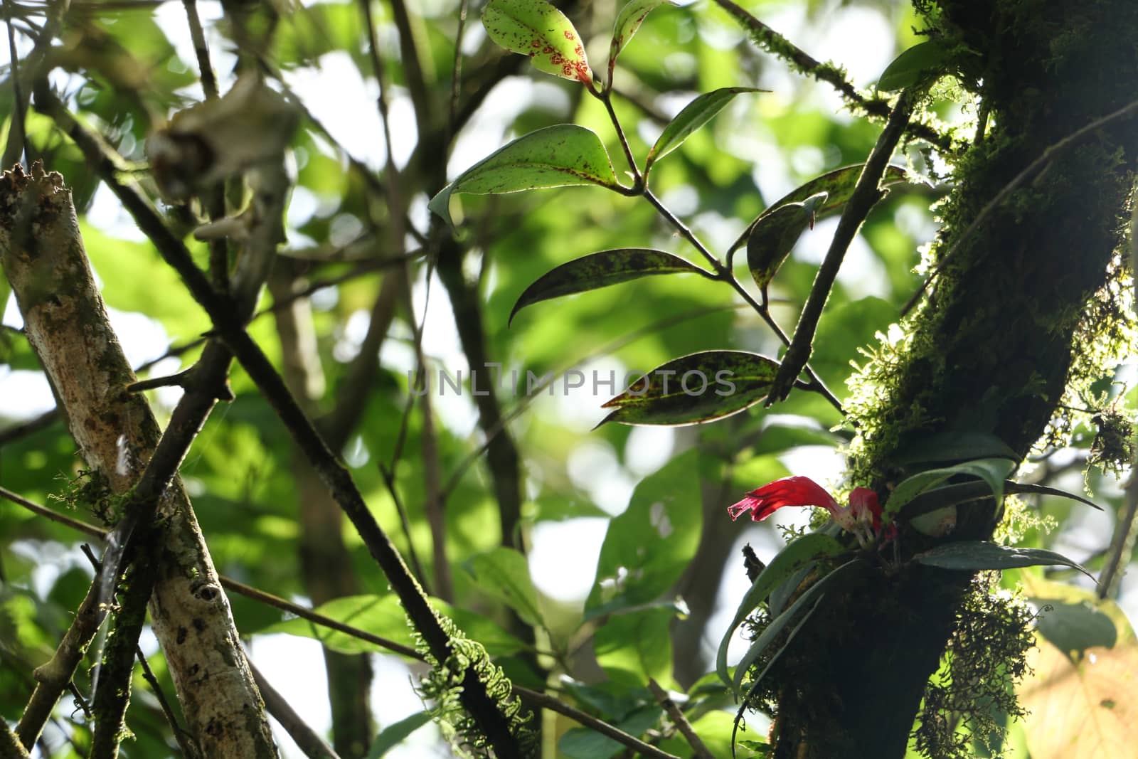 green leaf background in forest , have many species flora . background have many  colour in frame