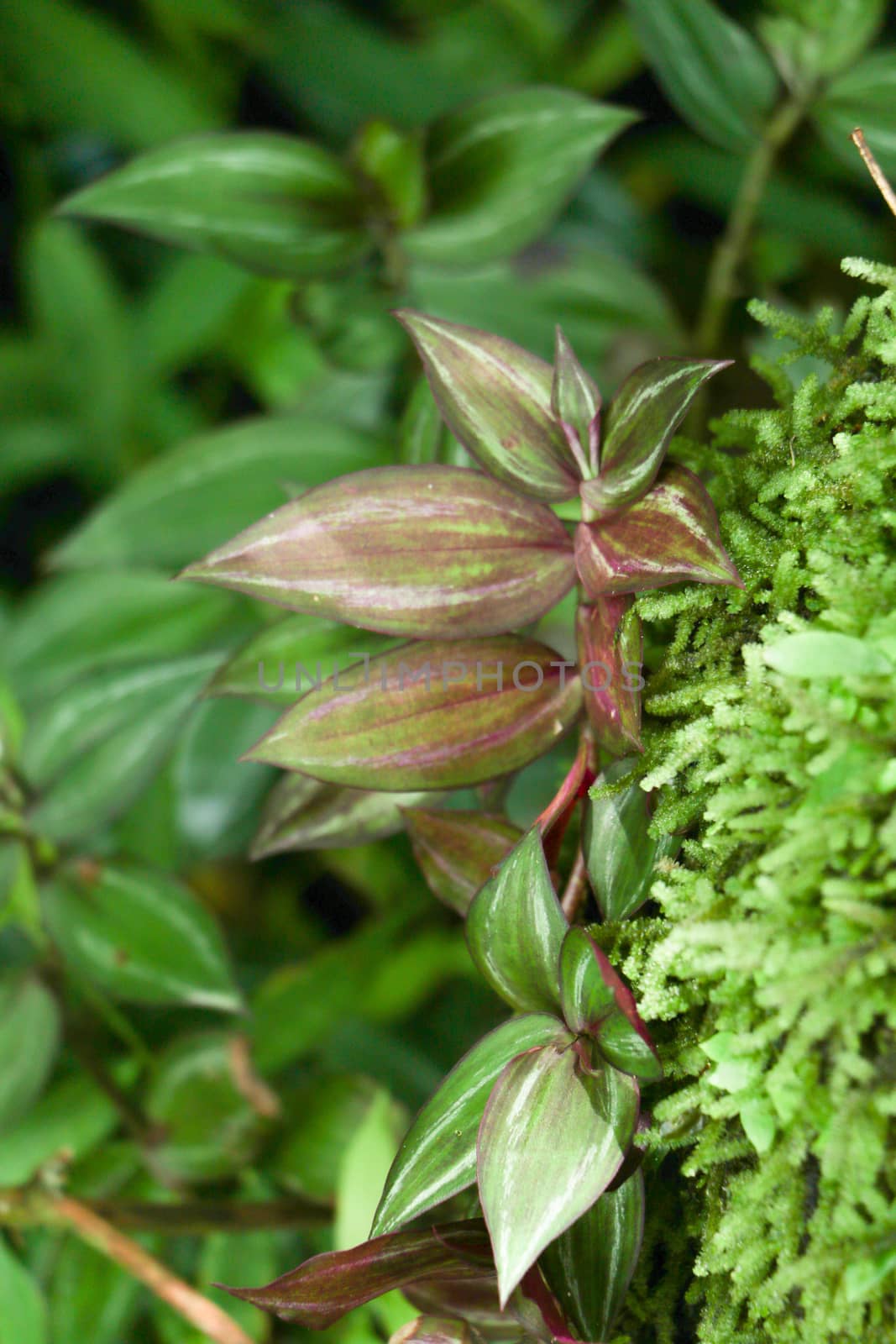 green leaf background in forest , have many species flora . background have many  colour in frame