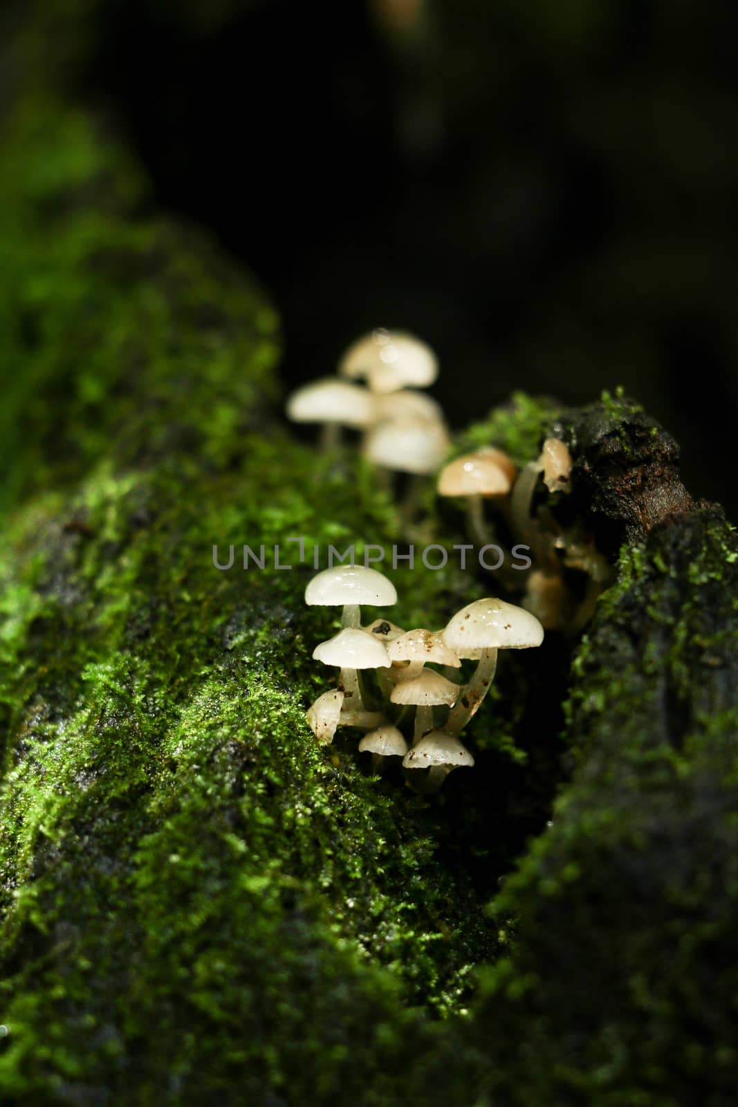 green moss background in forest , have many species flora and mushroom growth in tree