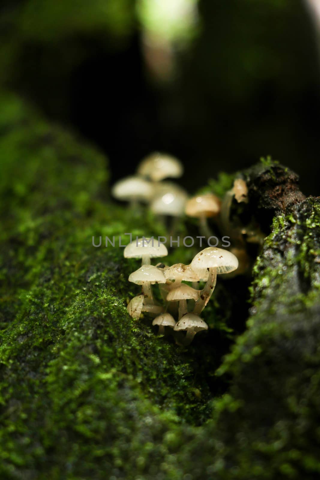 green moss background in forest , have many species flora and mushroom growth in tree