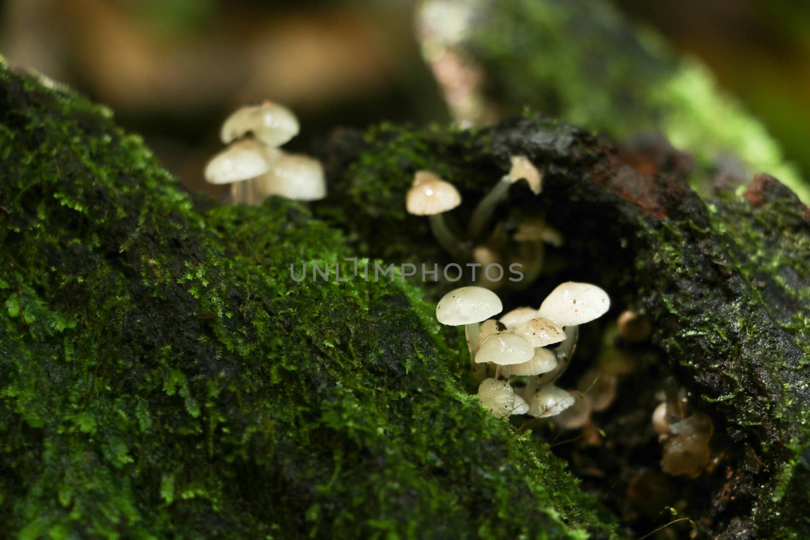 green moss background in forest , have many species flora and mushroom growth in tree