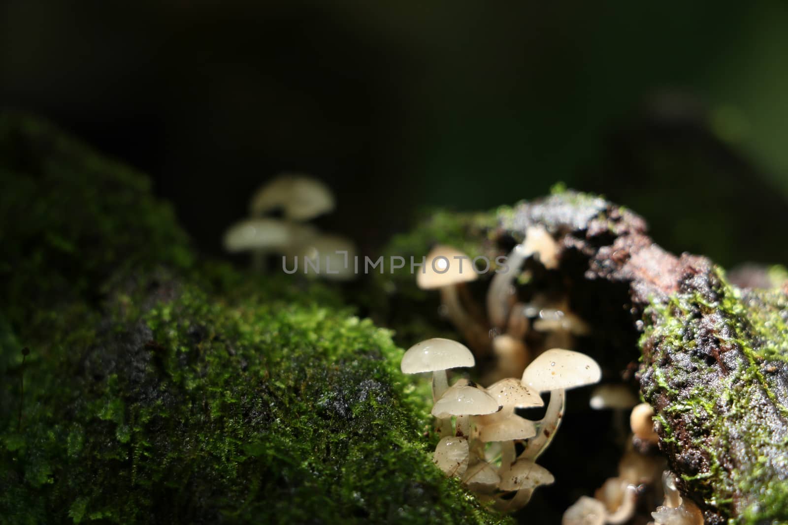 green moss background in forest , have many species flora and mushroom growth in tree